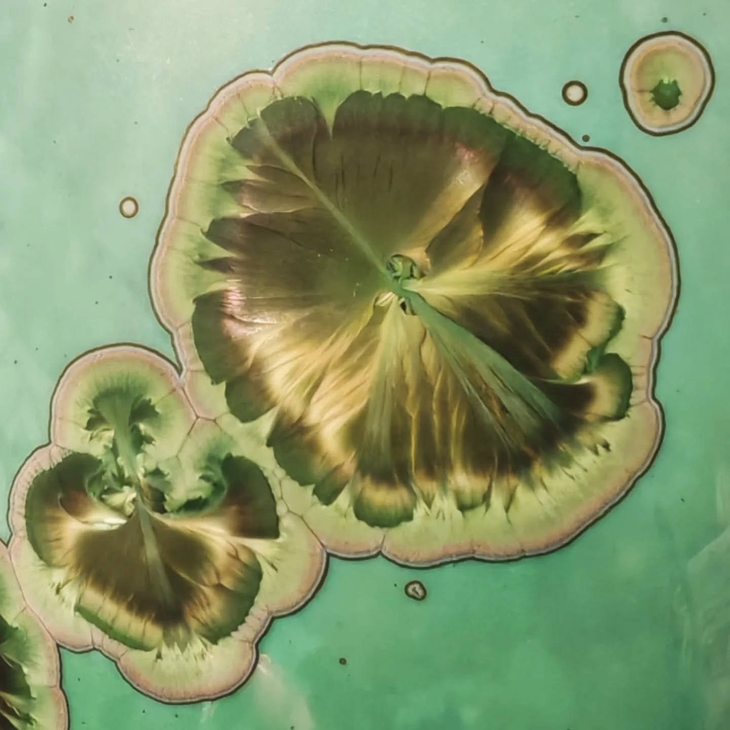 - Komorebi -
Spring 2025
In the deep cold of night, I dream of spring
.
.
.
#porcelain #ceramics #pottery #crystallineceramics  #crystallineglaze