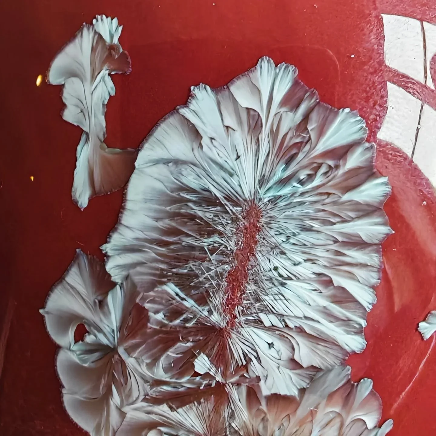 - Fracture -
Winter 2025
Cracks that carve their own elegant allure
.
.
.
#porcelain #ceramics #pottery #crystallineceramics  #crystallineglaze