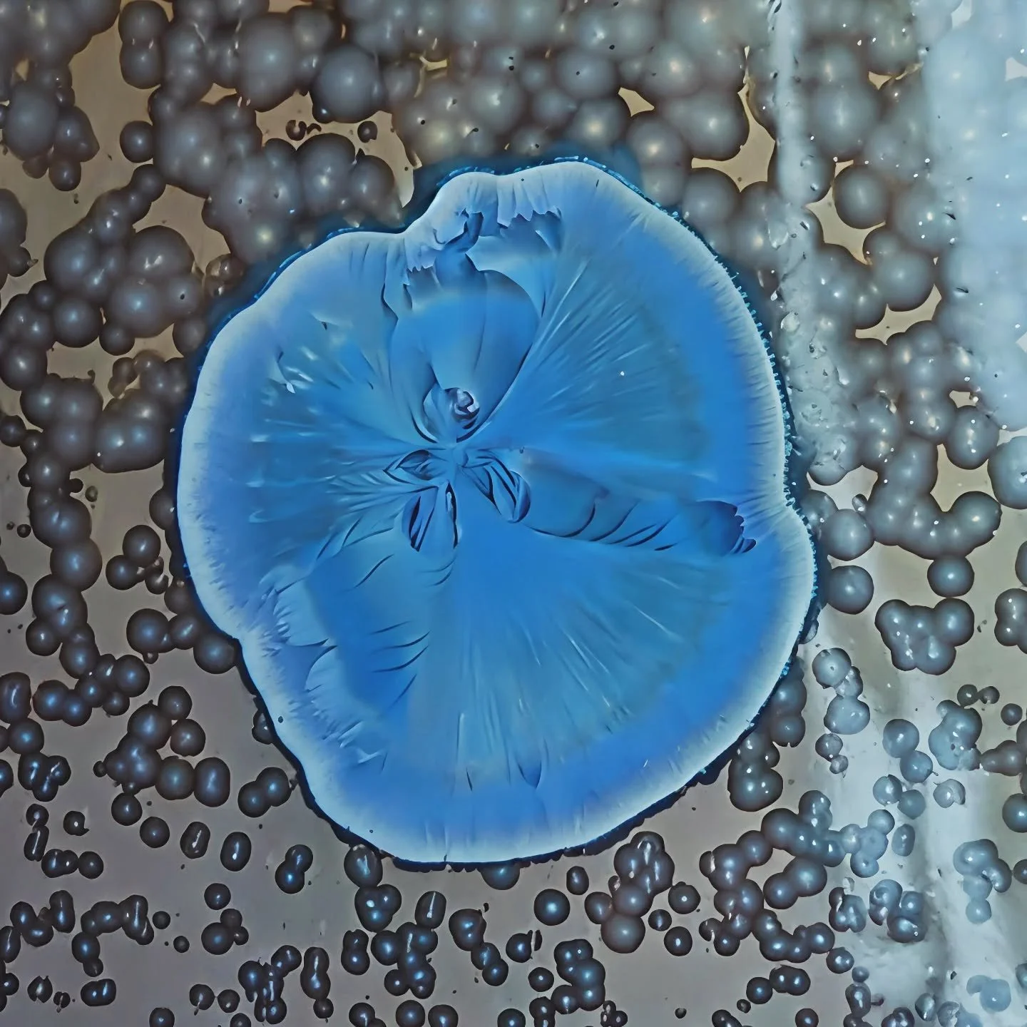 - Nemo -
Winter 2024
The alternative version where the barracuda wins
.
.
.
#porcelain #ceramics #pottery #crystallineceramics  #crystallineglaze