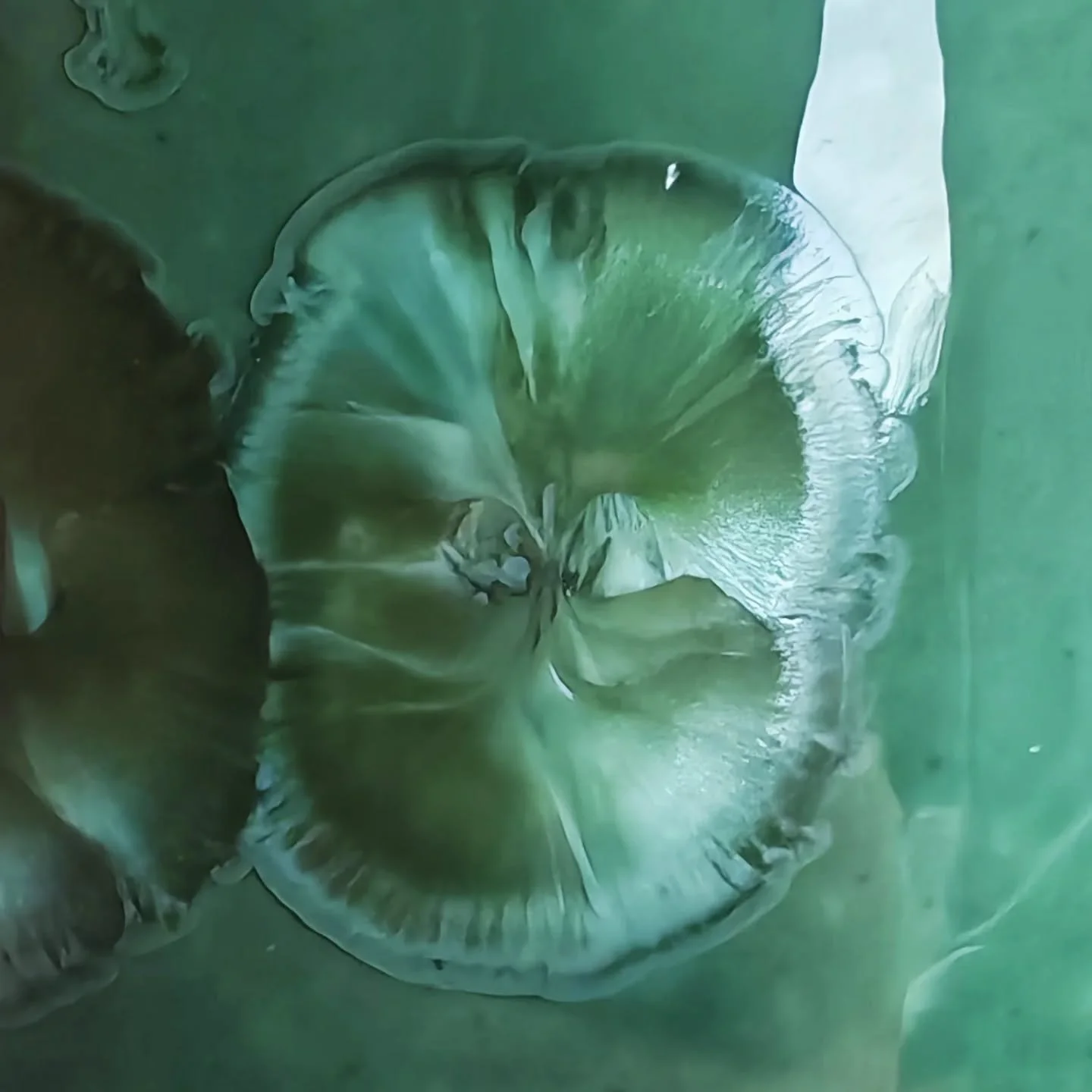 - Alge -
Spring 2025
A little crystal green clarity never hurts
.
.
.
#porcelain #ceramics #pottery #crystallineceramics  #crystallineglaze