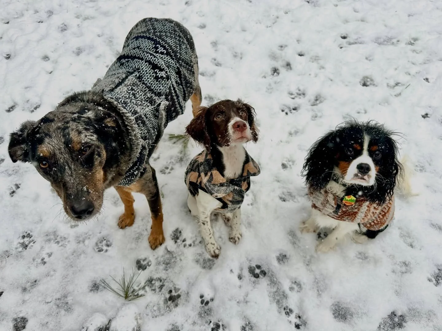 The Haggard Hiker Pups told us to close today, so they can play in the snow ⛄️ Y&rsquo;all be safe!