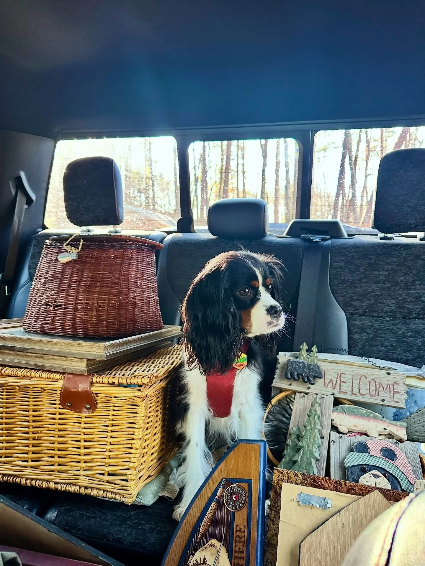 Get ready for the freshest finds! Remi&rsquo;s navigating our latest inventory haul 😂🎣🐻 If you haven&rsquo;t checked out @haggardhikeroutdoors then you are missing out! As North Georgia&rsquo;s first 2nd hand outdoor and general store, our curated