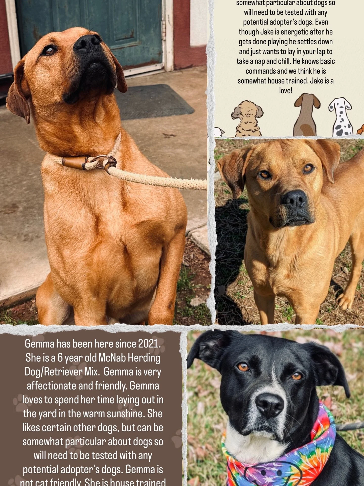 We met two of @charlessmithgallhumane longest residents while dropping off our donation from our benefit Yard Sale! The sweet pets and kisses were so worth it 🐾

Jake doesn&rsquo;t work at Statefarm however he looks great in his khaki suit! He might