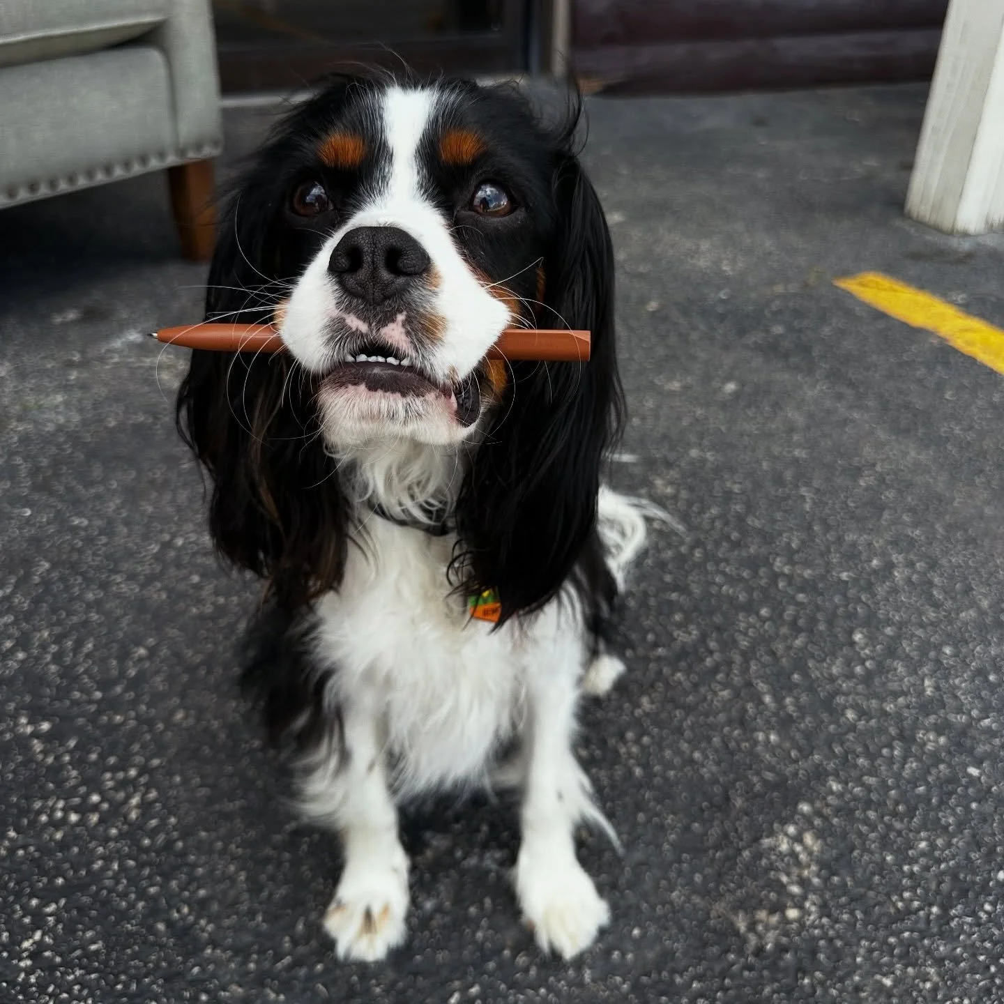 Remi's been putting in the work, getting everything ready for The Grand Opening of our expanded space @haggardsvintagedesign 🖊️ You guys are going to love what we have planned for our little shop and this amazing community &hearts;️ THURSDAY April 9