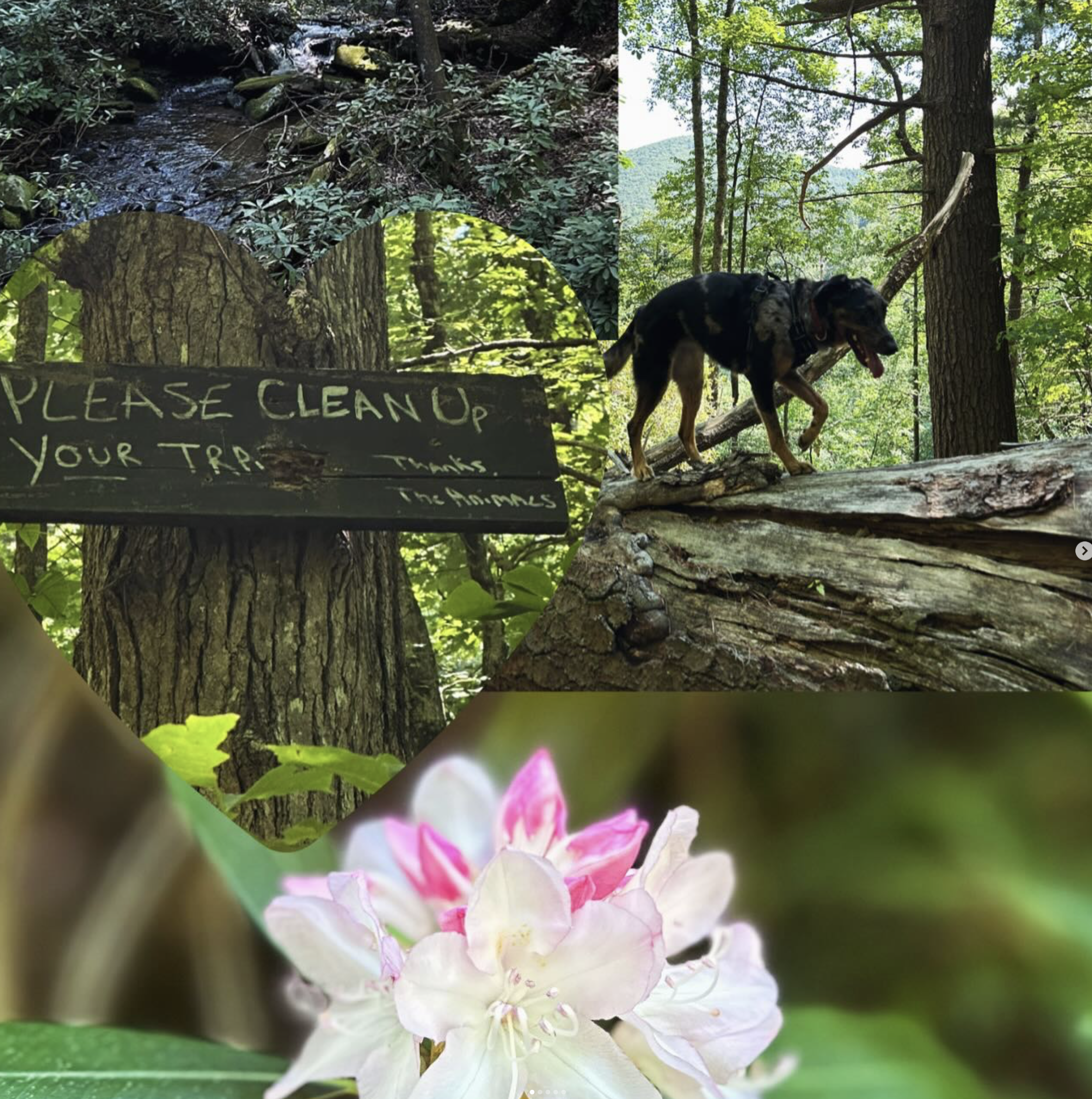 A collage of nature scenes: the top left shows a forest stream with a sign hanging on a tree that reads 'Please Clean Up Your Trash. Thanks, The Animals.' The top right displays a dog walking along a fallen log in a green wooded area. The bottom feat