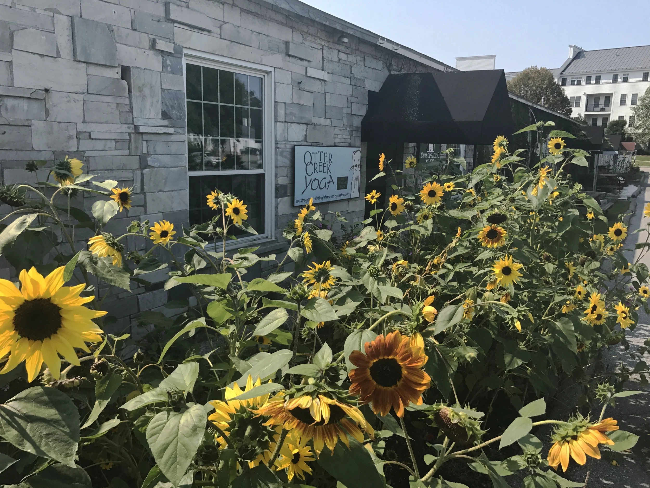 Sunflowers.jpg