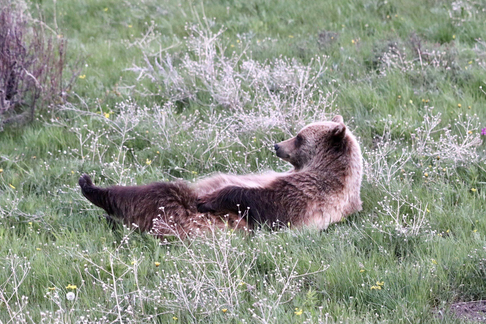 image-bear.jpg