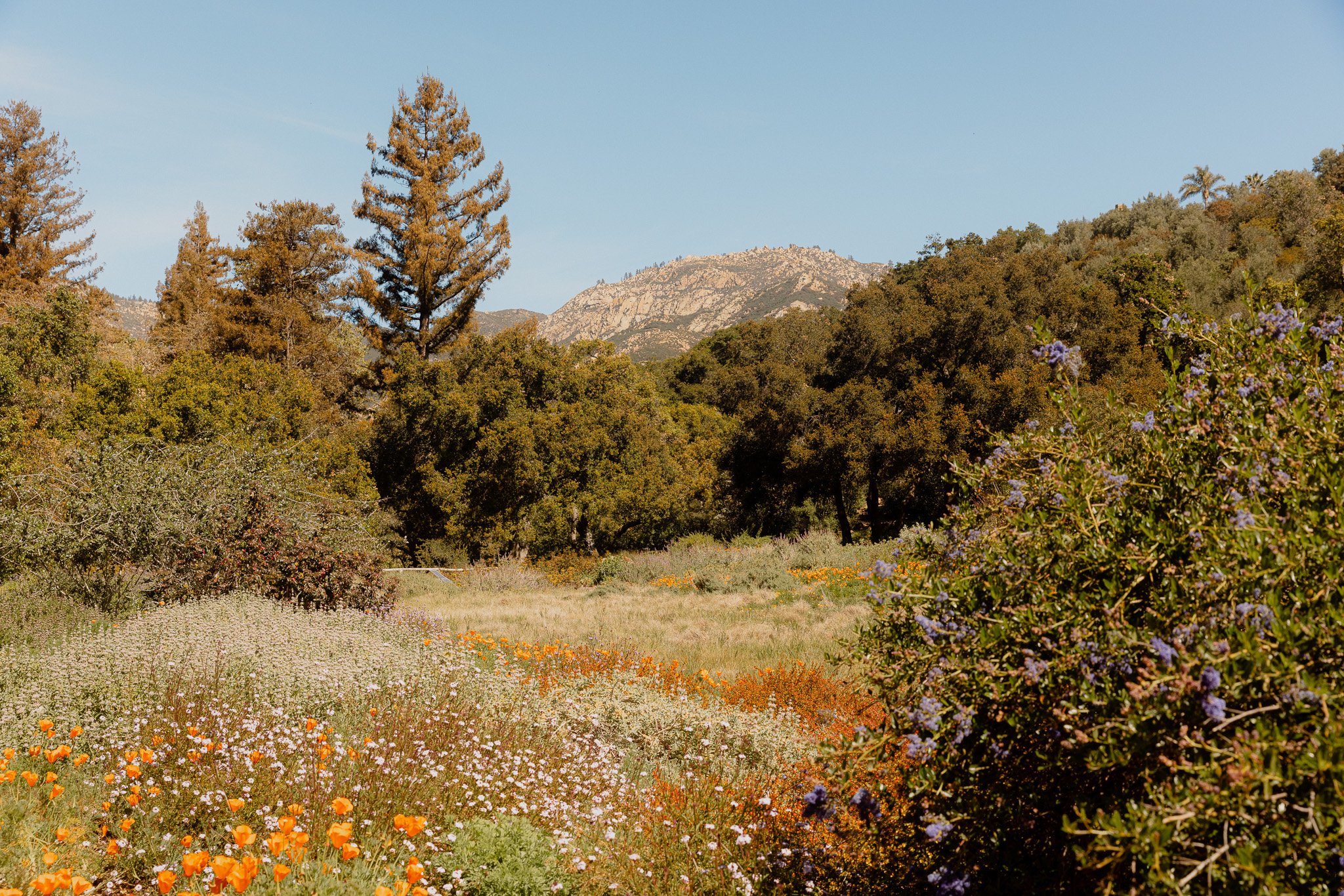 Where To See Poppies in Southern California