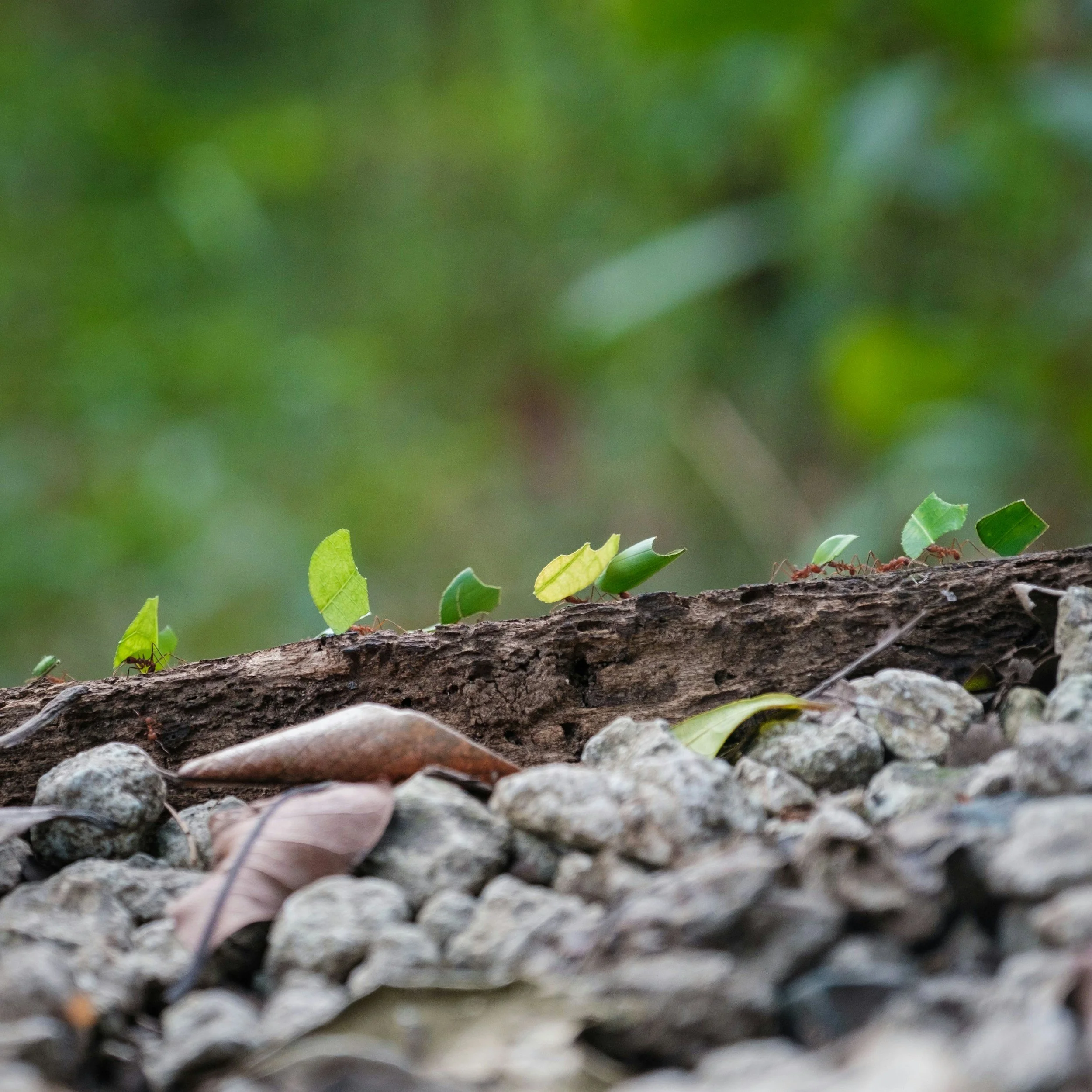 Une colonne de fourmis verts transportant des feuilles sur une branche d'arbre dans la forêt.