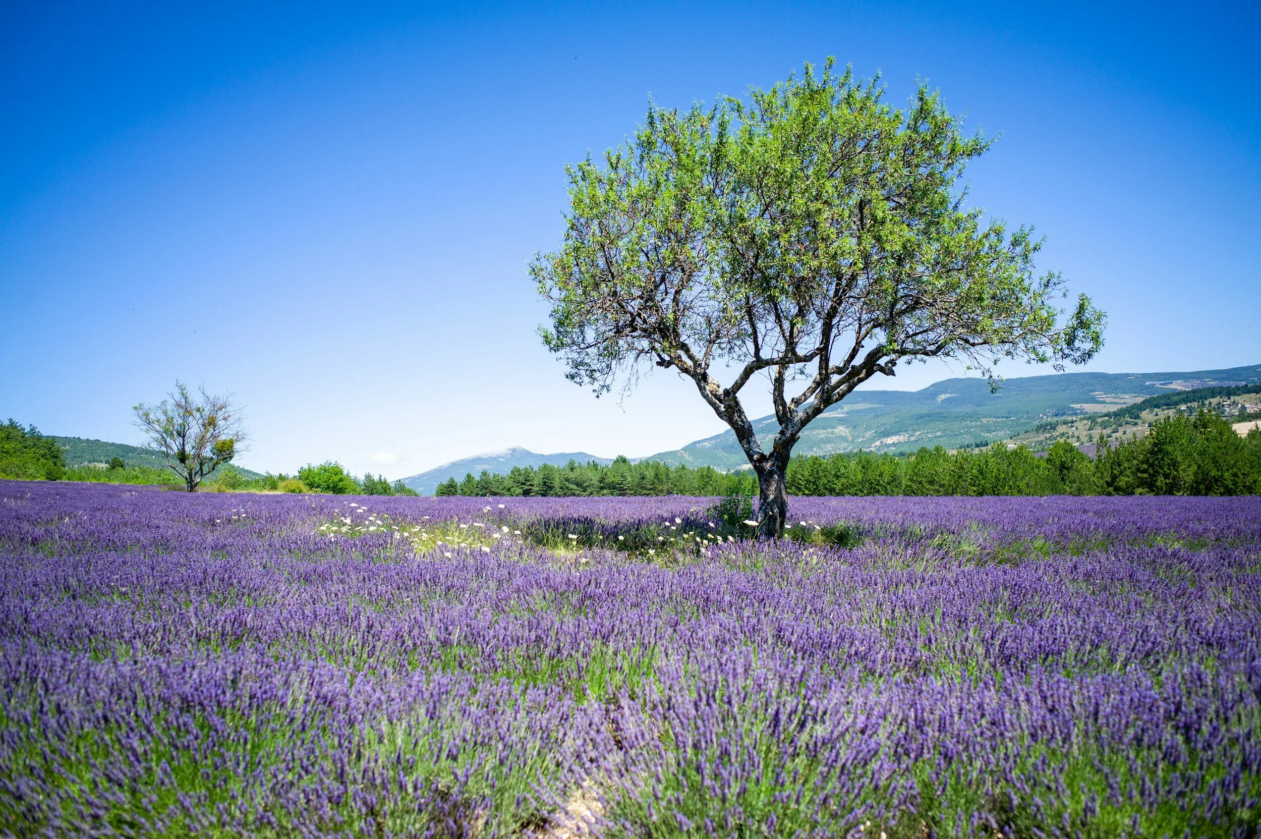 📍 Champ de lavande, Provence