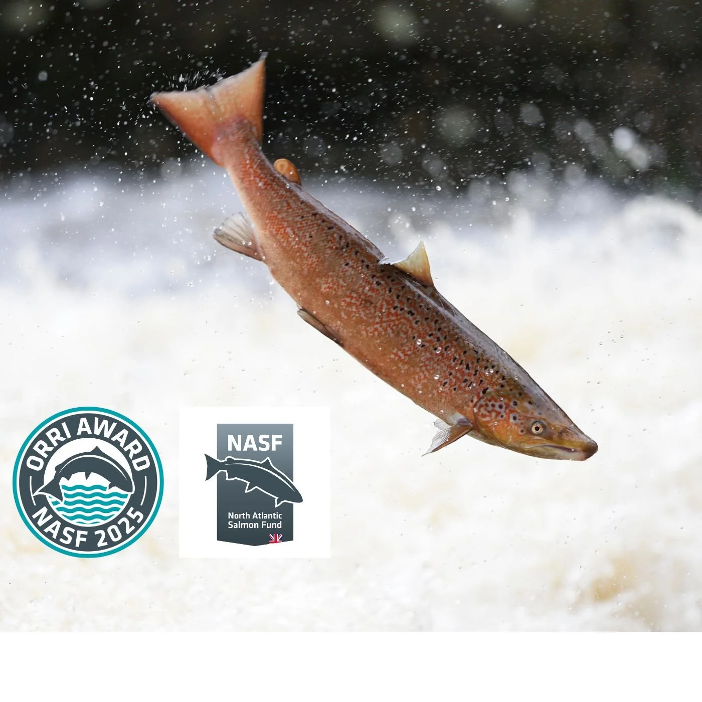 ‘The Orri’ 2025 Winners