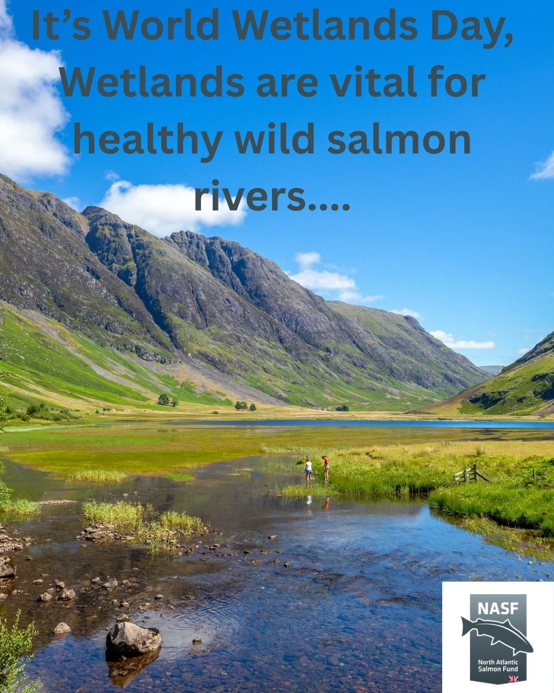 This World Wetlands Day, we&rsquo;re celebrating the incredible role wetlands play in restoring our salmon rivers. 🌿🐟

Wetlands are the kidneys of our freshwater systems &mdash; filtering sediment, regulating flows, and creating safe nursery habita
