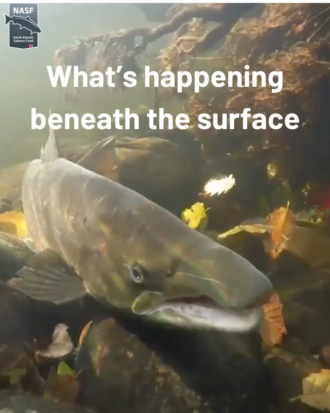 Our first NASF UK newsletter has just gone out.
It&rsquo;s a behind-the-scenes look at what&rsquo;s really happening &mdash; from filming with communities on the River Cree and River Hodder, to launching our first Orri Award projects.
This is work yo