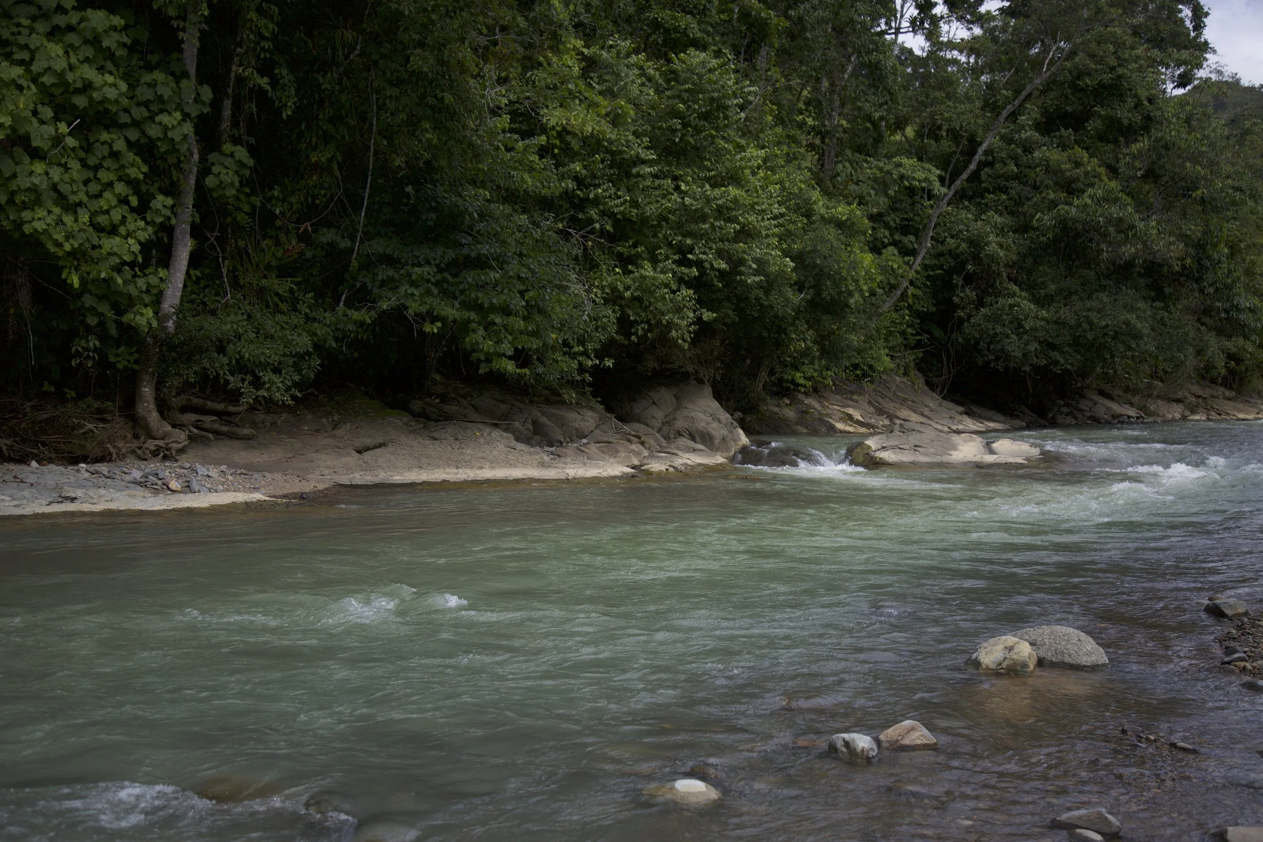 river trees rocks.jpeg