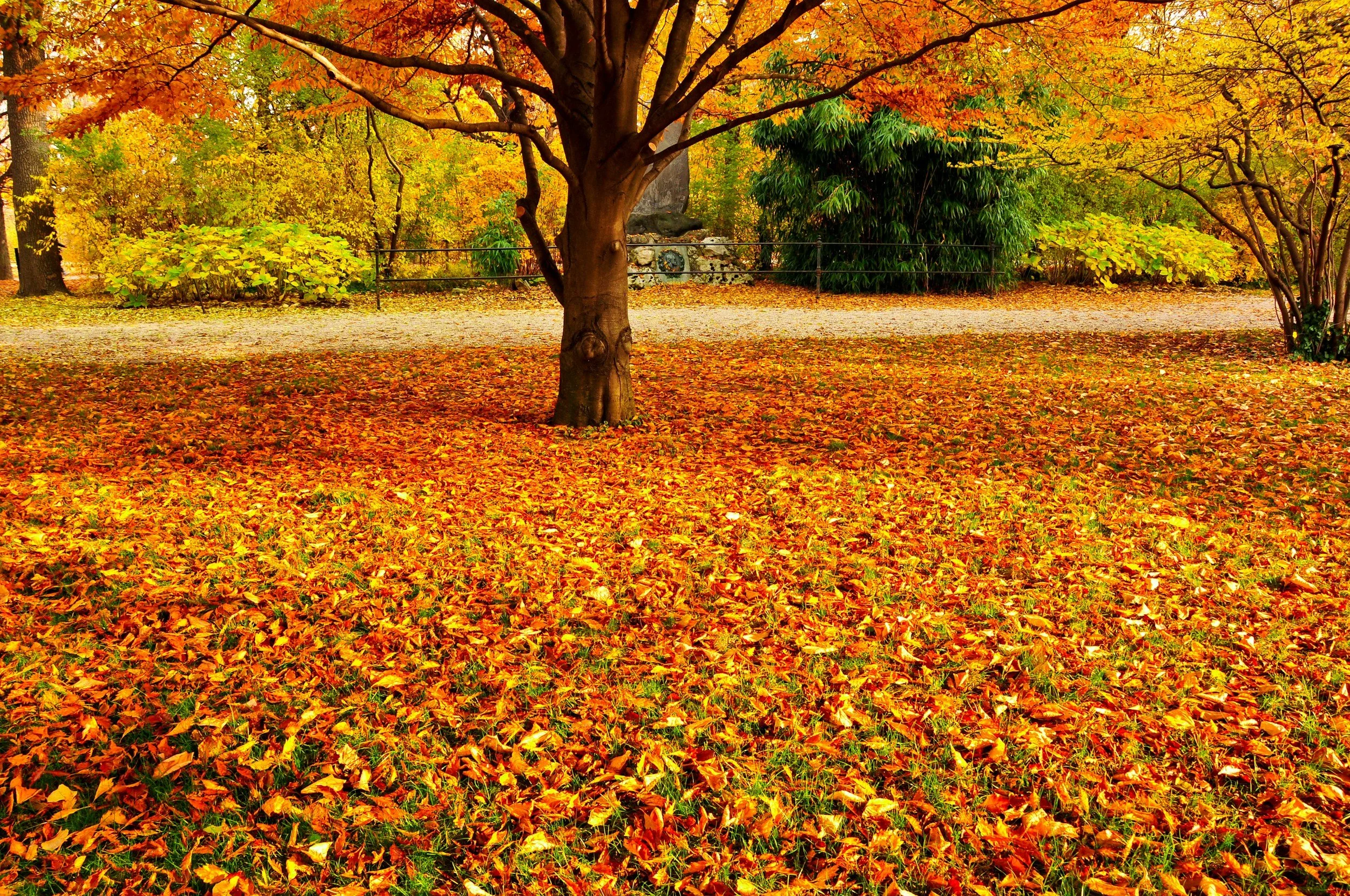 Fall Foliage Walk and Picnic at the Arboretum