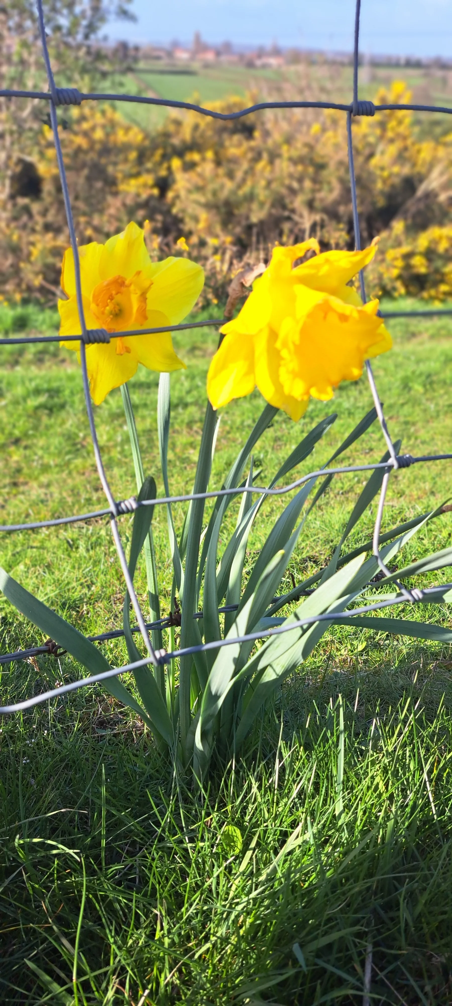 Spring is springing, 2026 update.