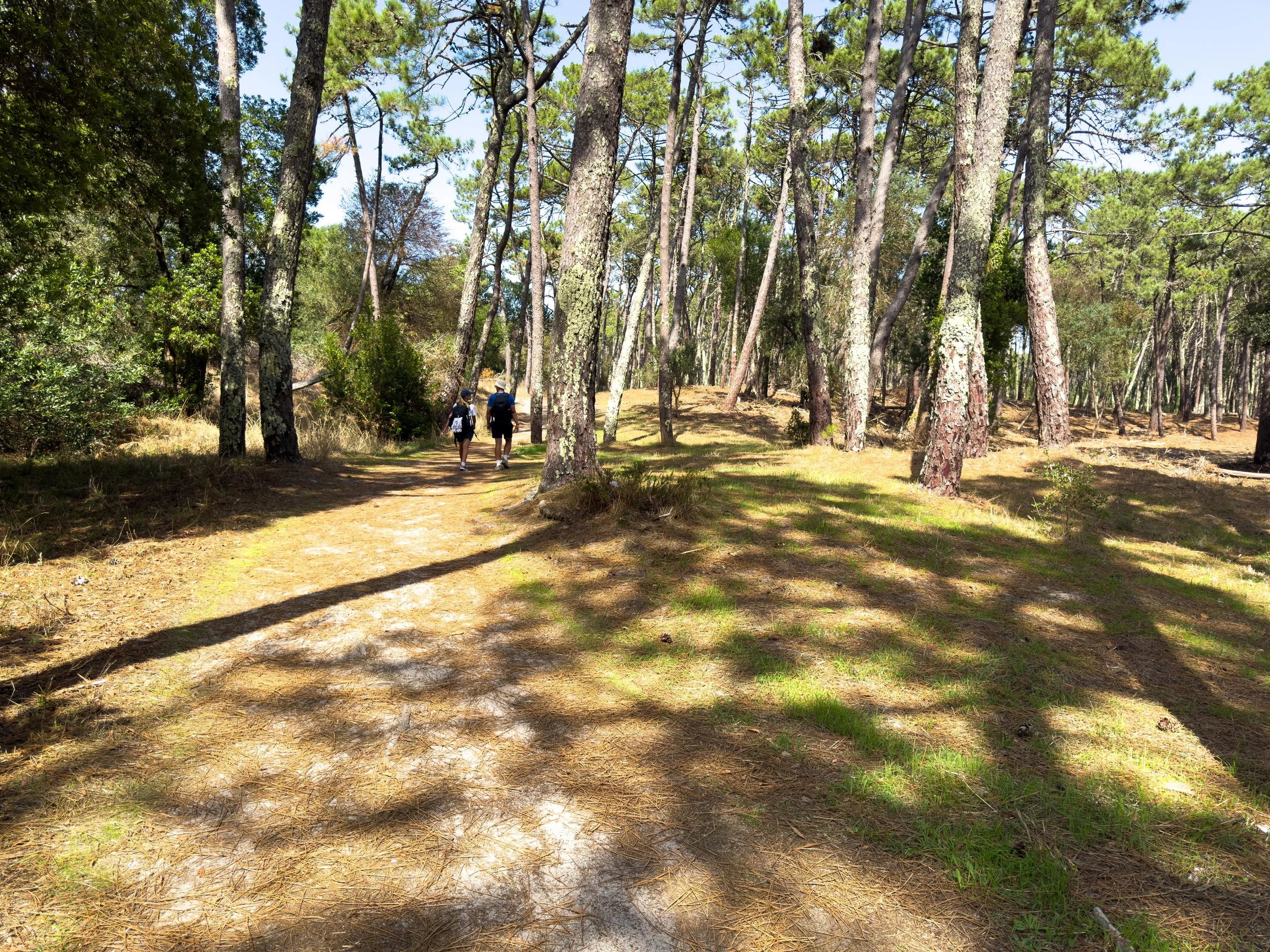 Last part of the walk today included about a mile though this park taking me toward  Rio Minho and the final boardwalk into Caminha