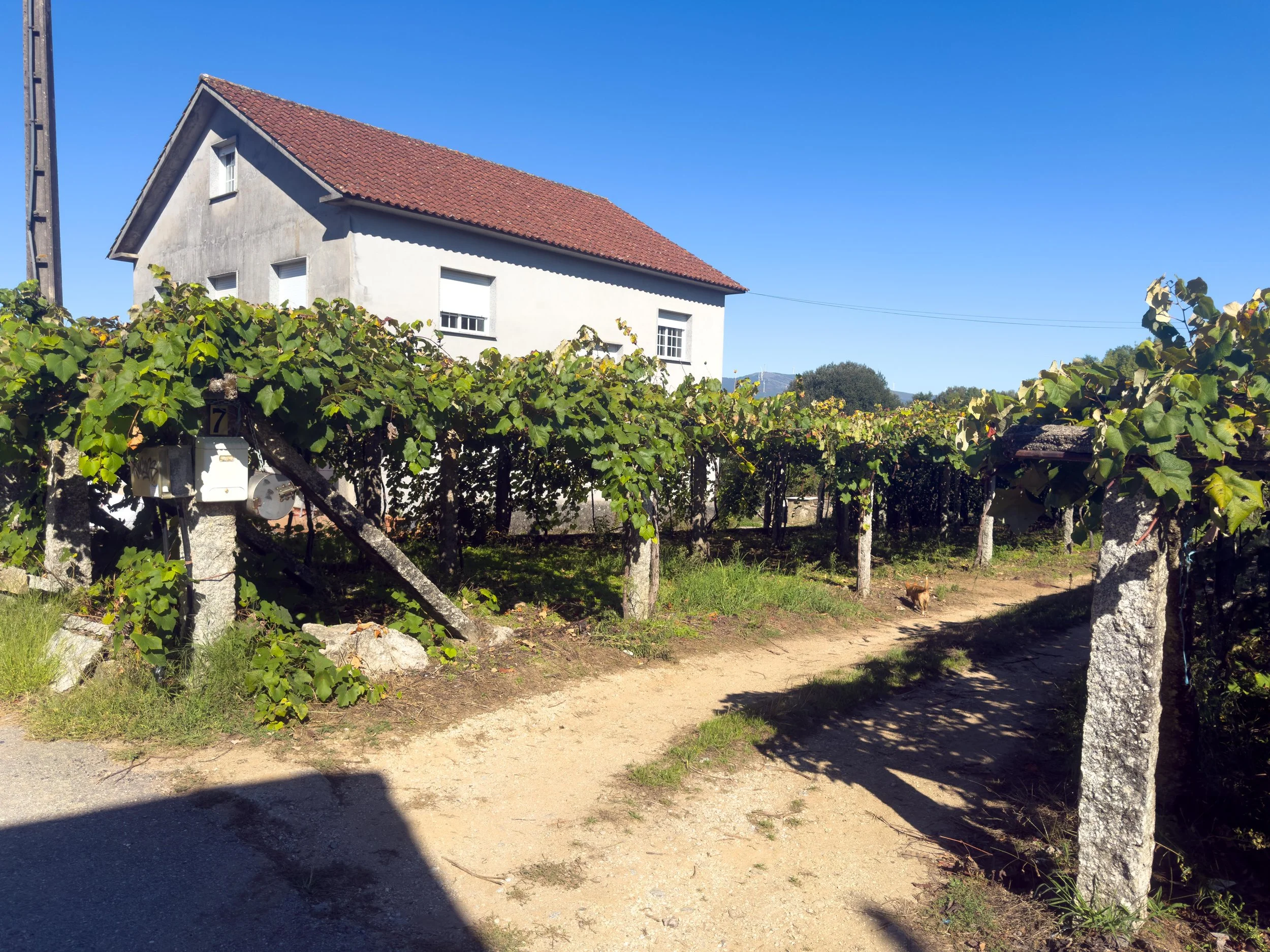 Albariño (maybe) grape vines.