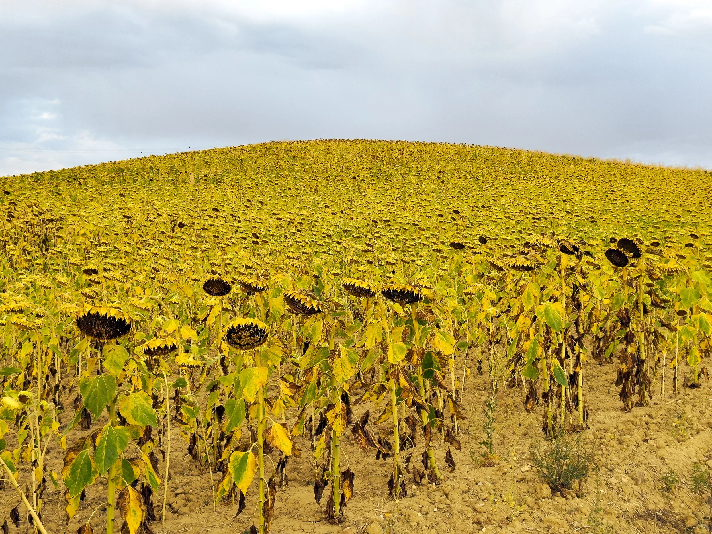 Camino De Santiago  between Belerado and Ages Spain September 2025