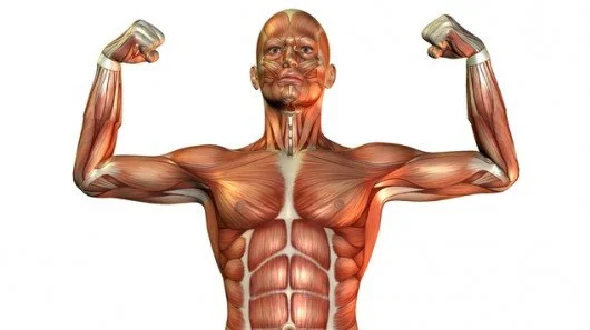 Why muscles grow after exercise