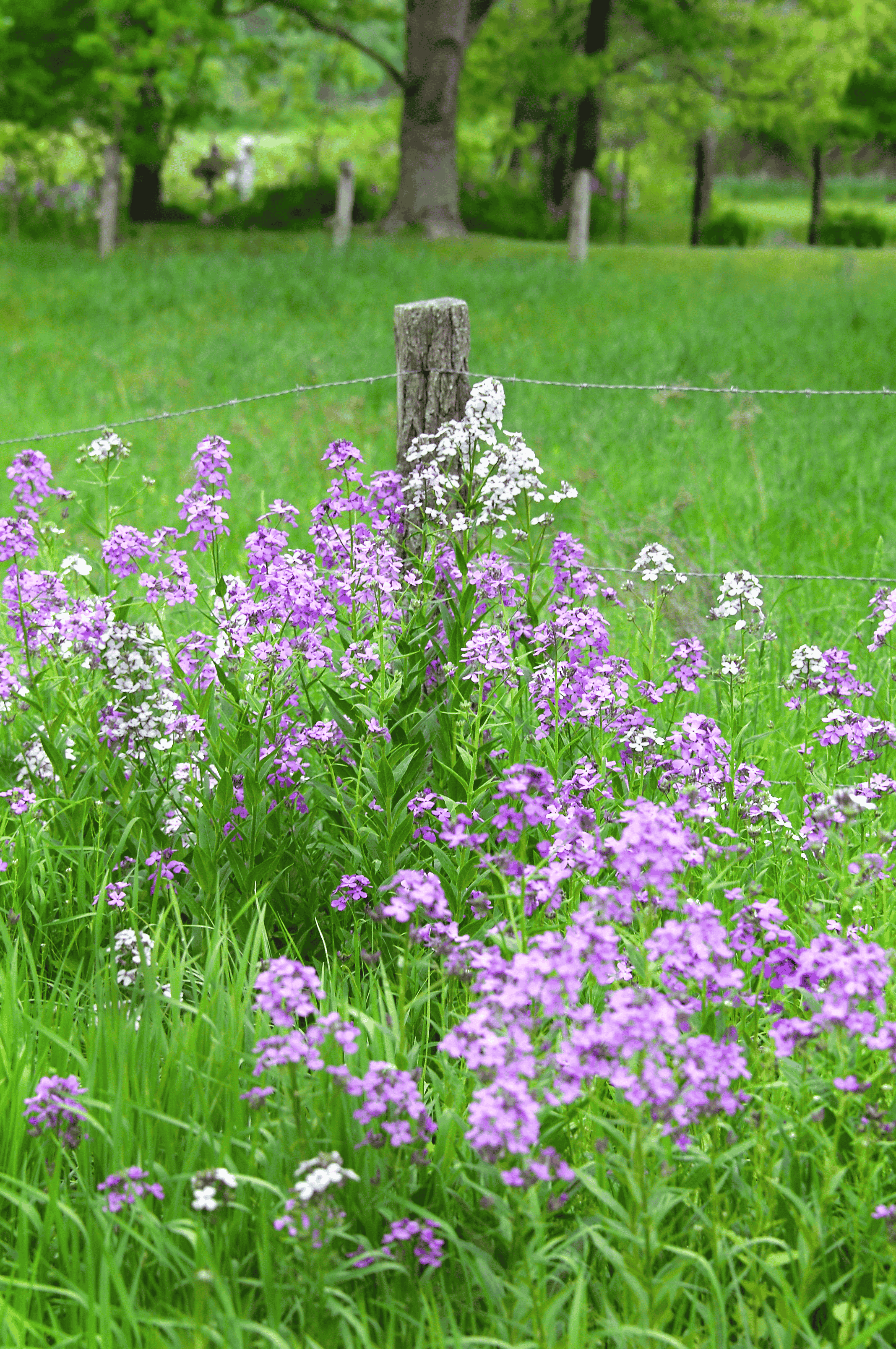 Appalachian_Flowers_spring