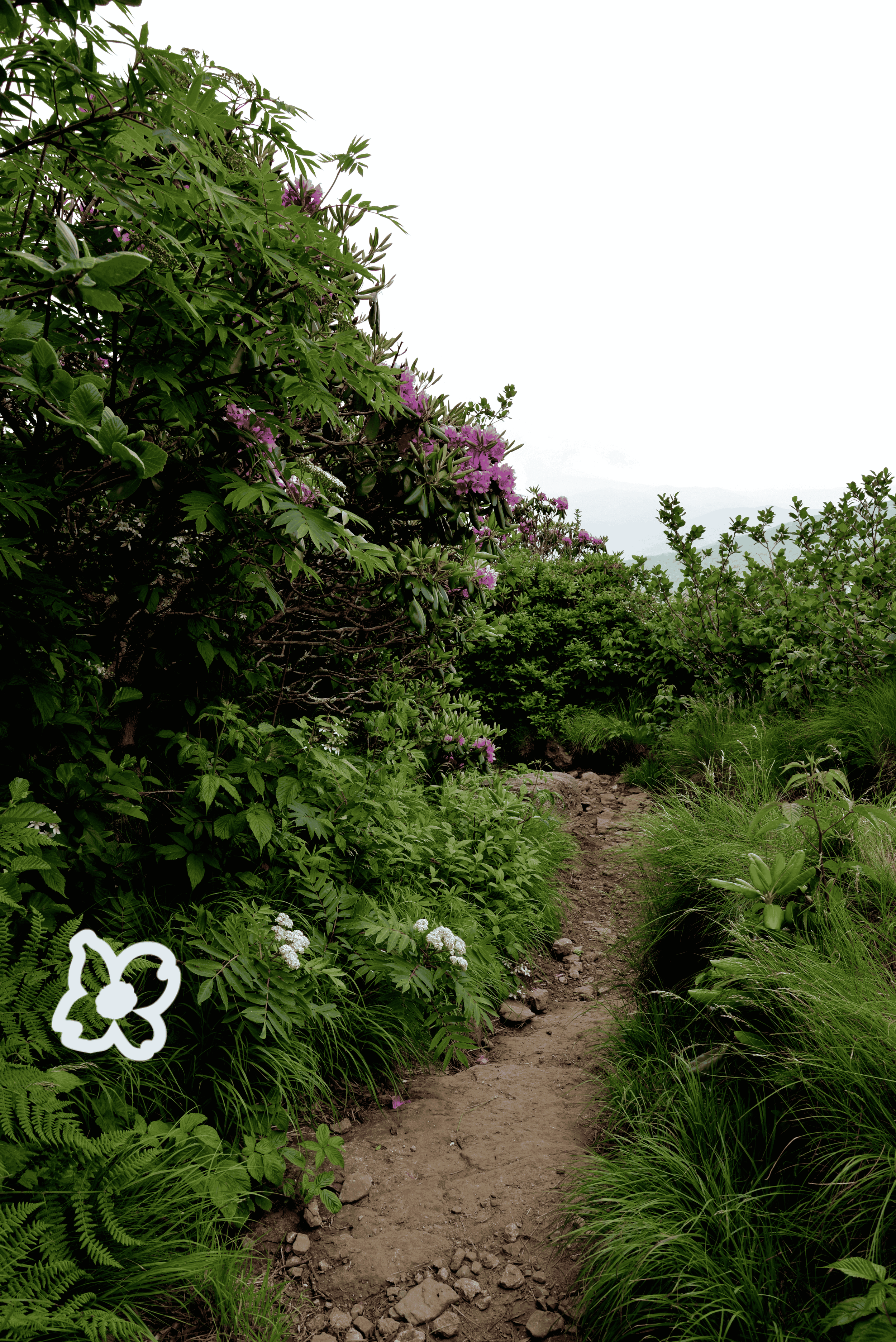 The ROI of a Story: Why Branding Isn't Just 'Fluff': It's Your Sales Engine