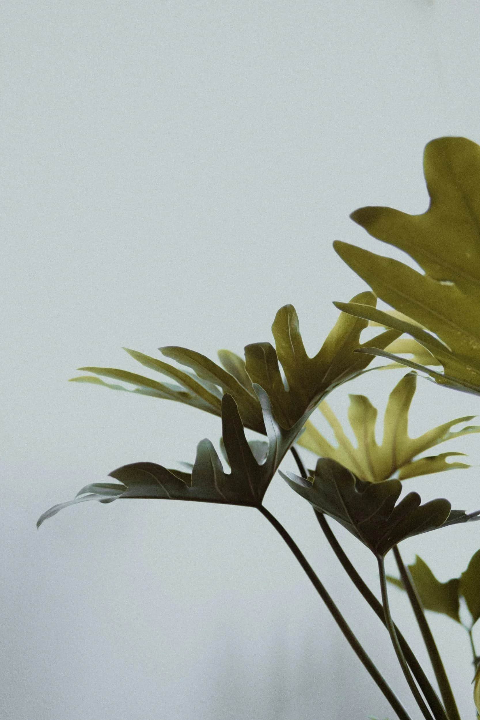 Picture of a blue background with a green succulent plant.