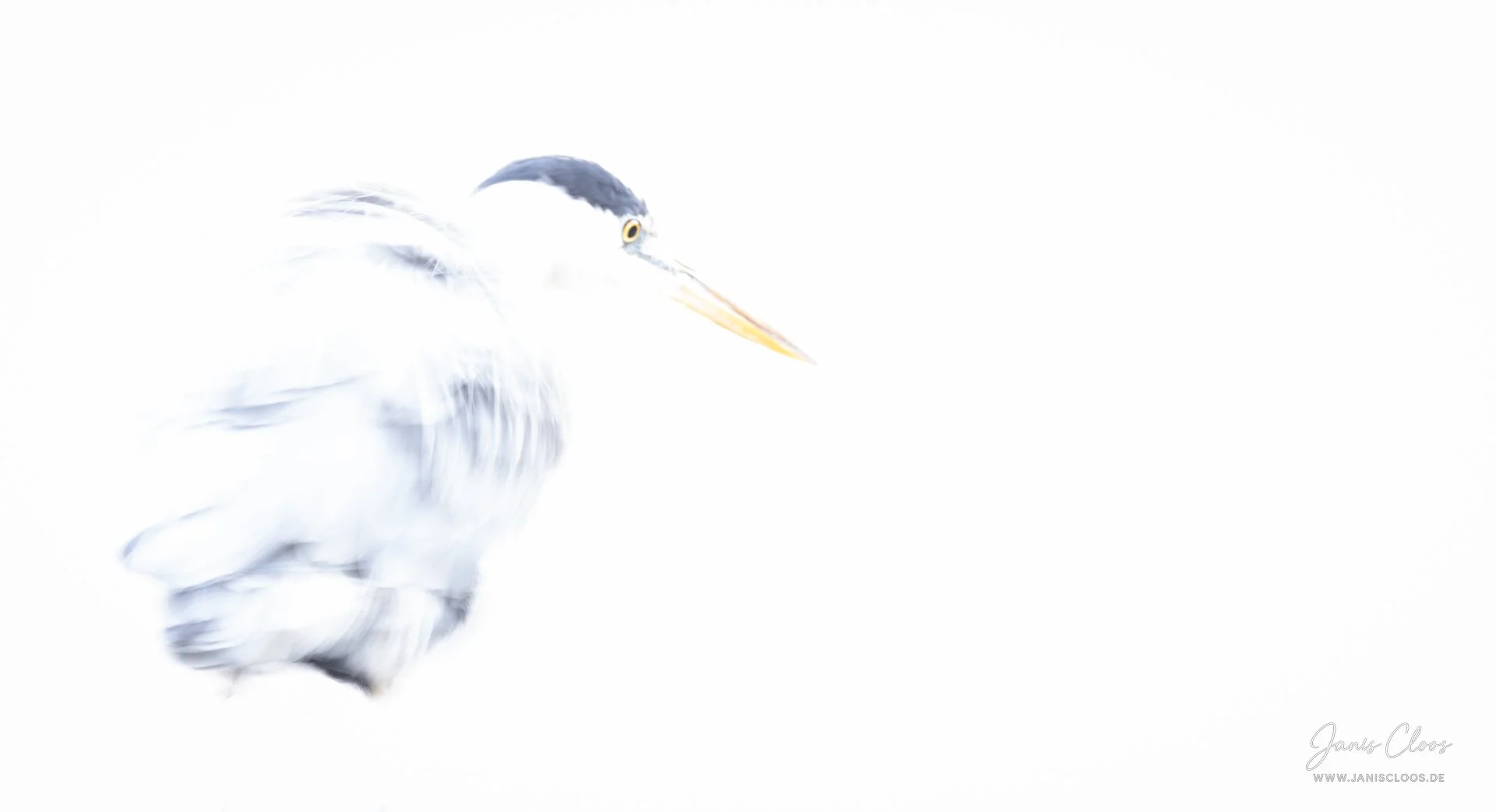 High-key Fotografie eines Graureihers