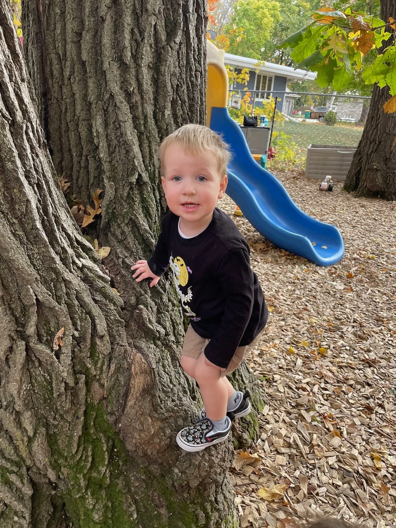 A young boy climbing a large tree in a backyard, with a blue slide and autumn leaves on the ground.