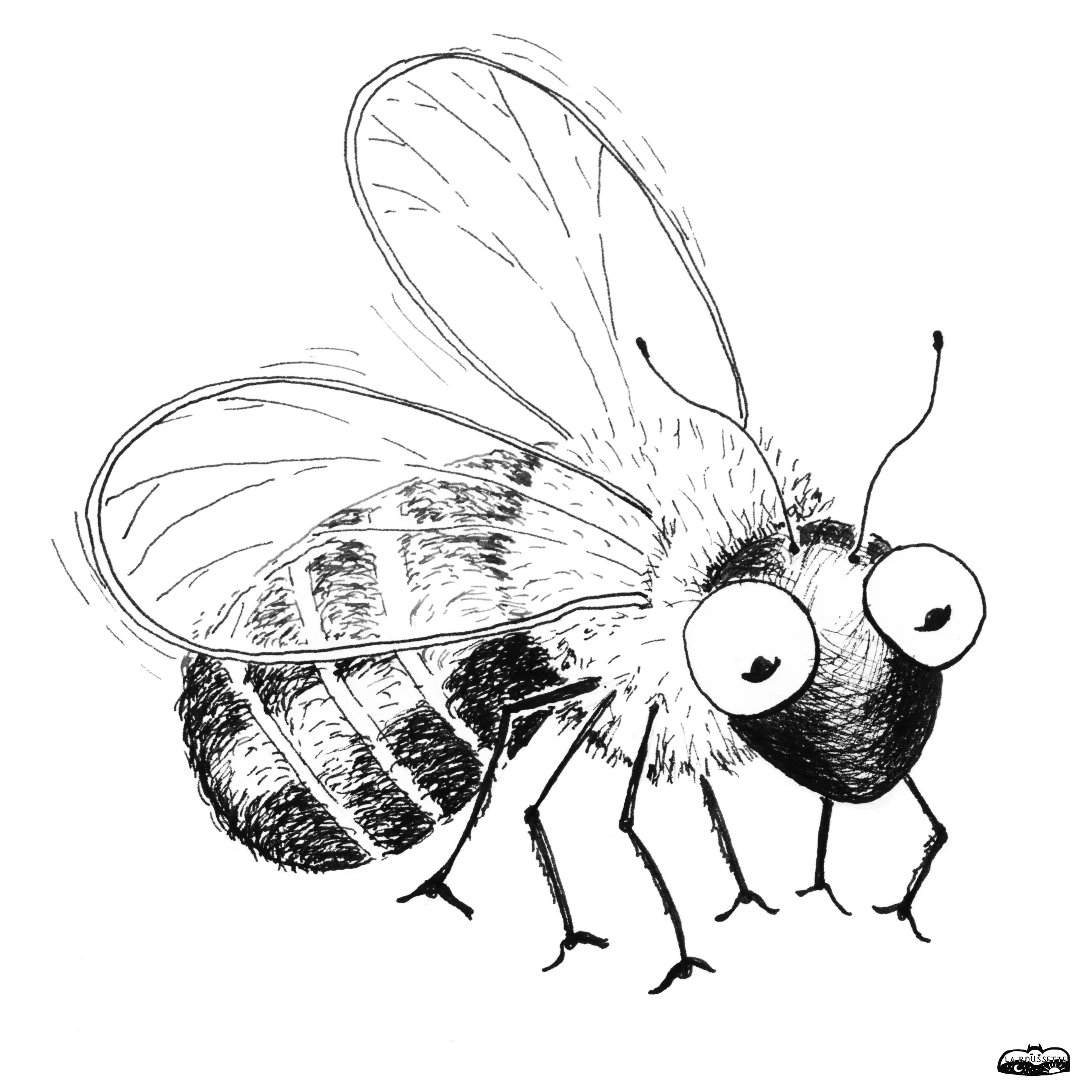 Wildbienen 2 sw a.jpg