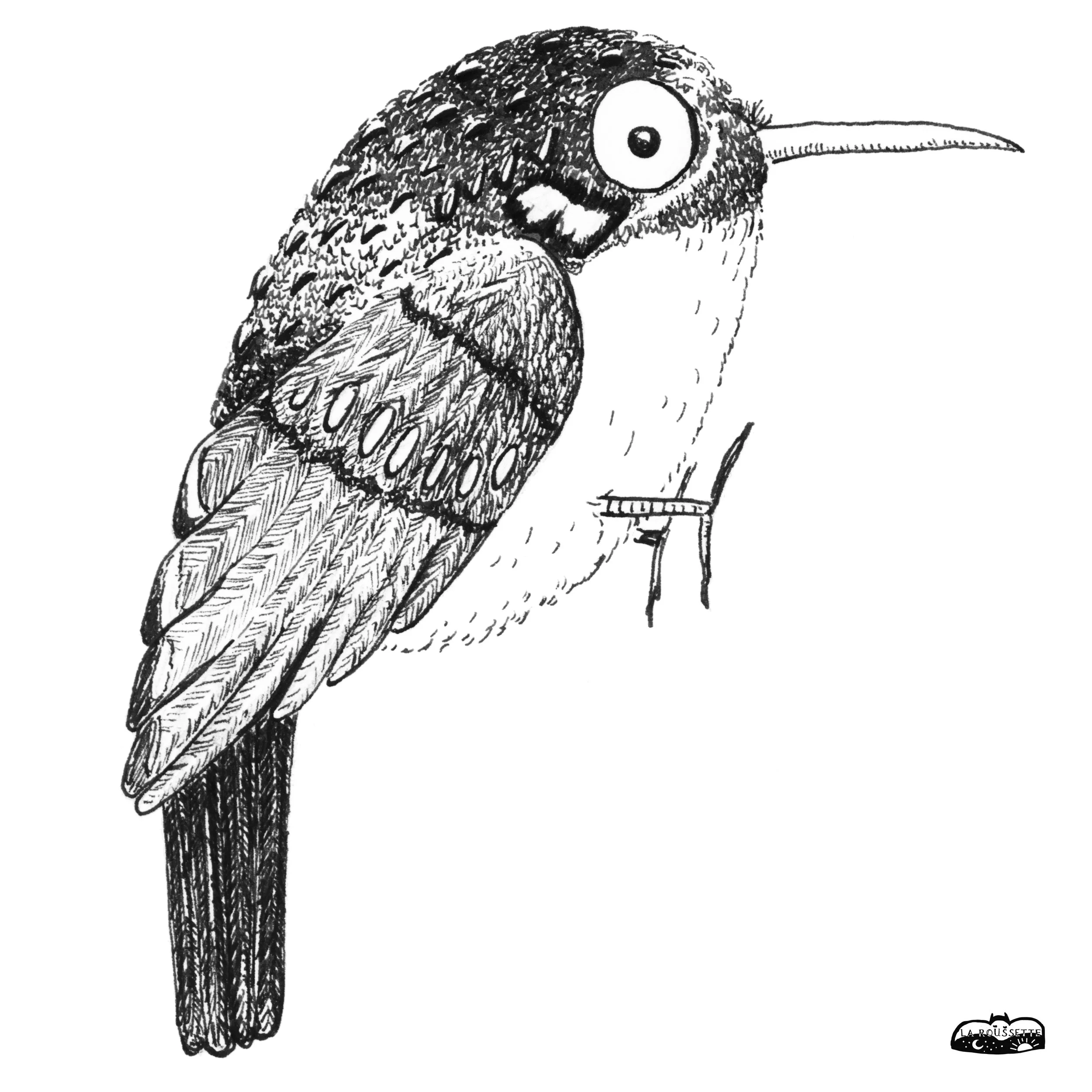 Baumläufer 1 sw a.jpg