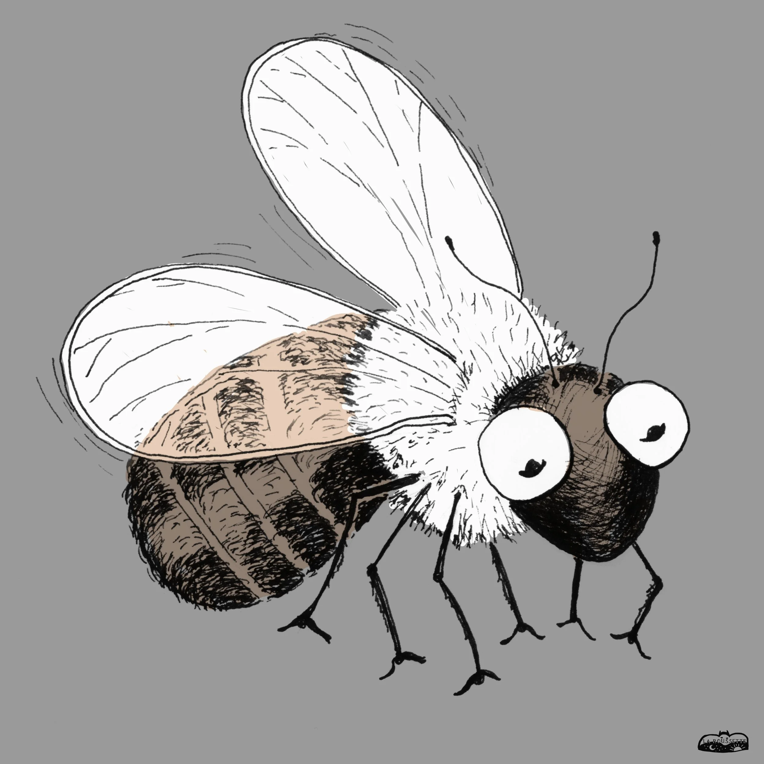 Wildbienen 2 sw.jpg