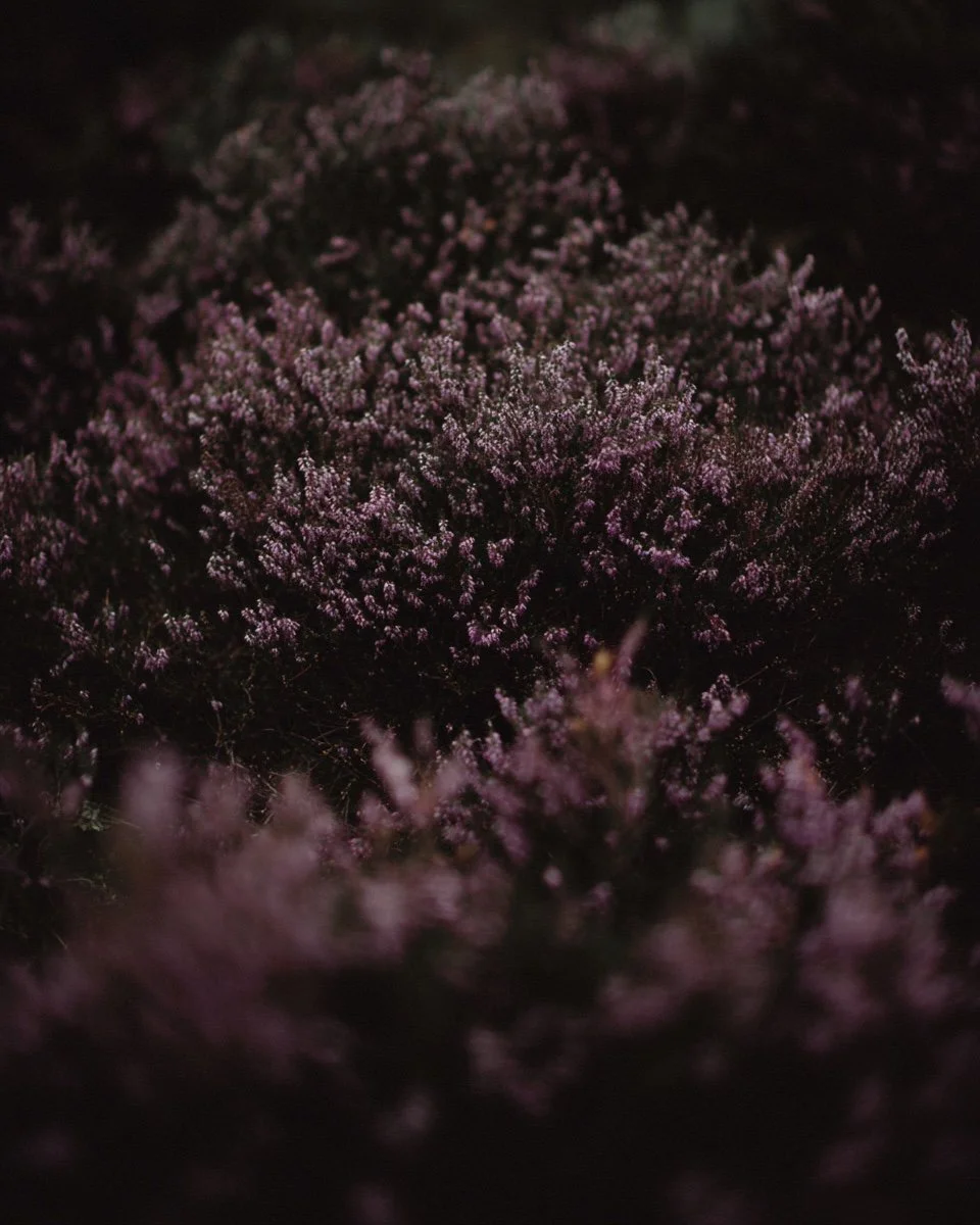 C20453FA-A31A-456B-823B-BA61B7F5BE6F.jpeg