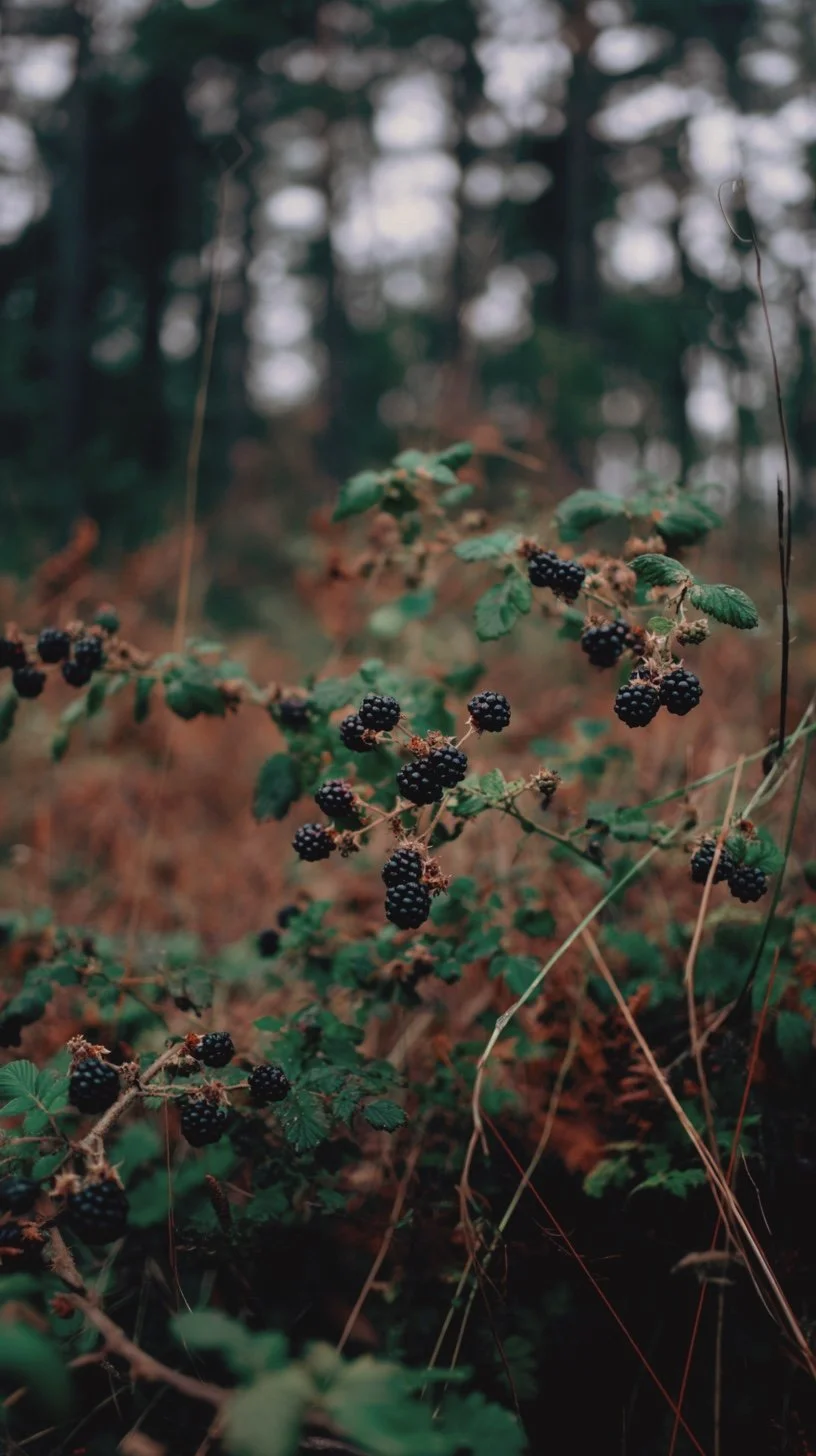 Seasonal Series