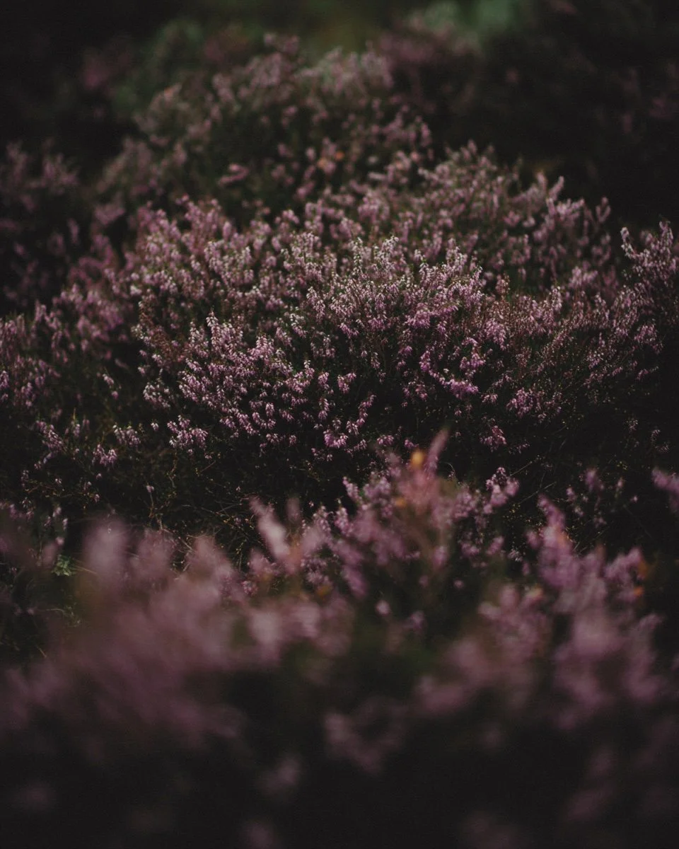 367E8CDD-0EBC-4542-B1C6-0234362A23C9.jpeg