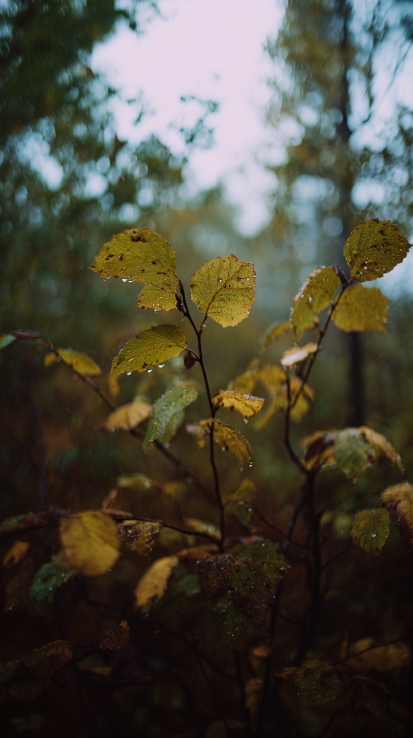 IMG_6586.png