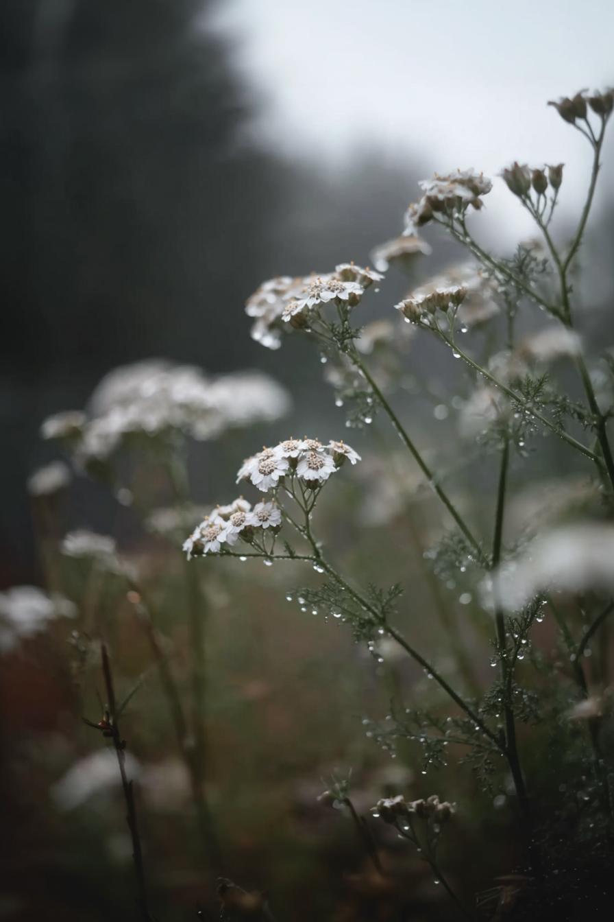 IMG_2585.png