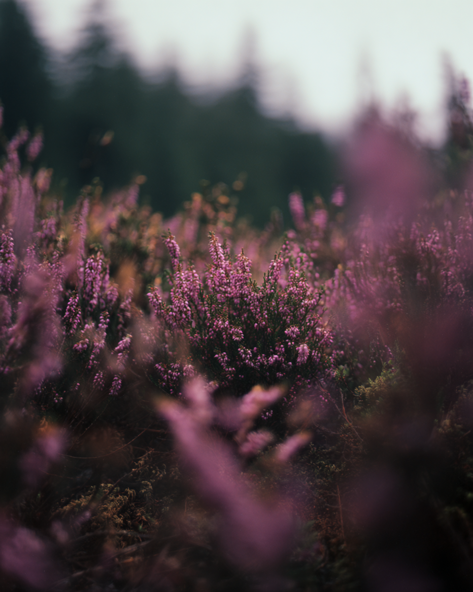 Wild Bloom