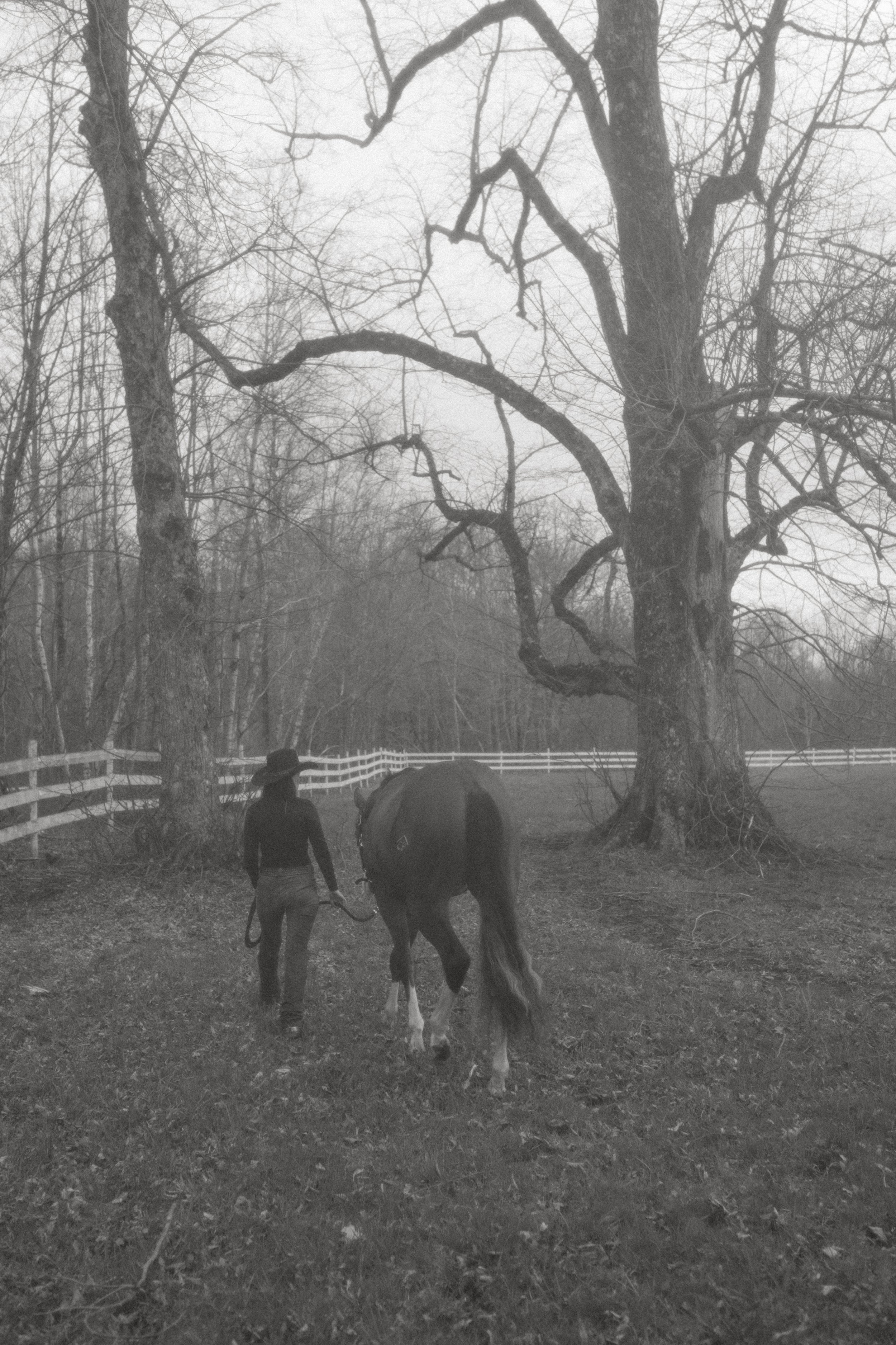 A person walking a horse across a grassy field with a large, leafless tree and a white fence in the background, in a foggy, wooded area.