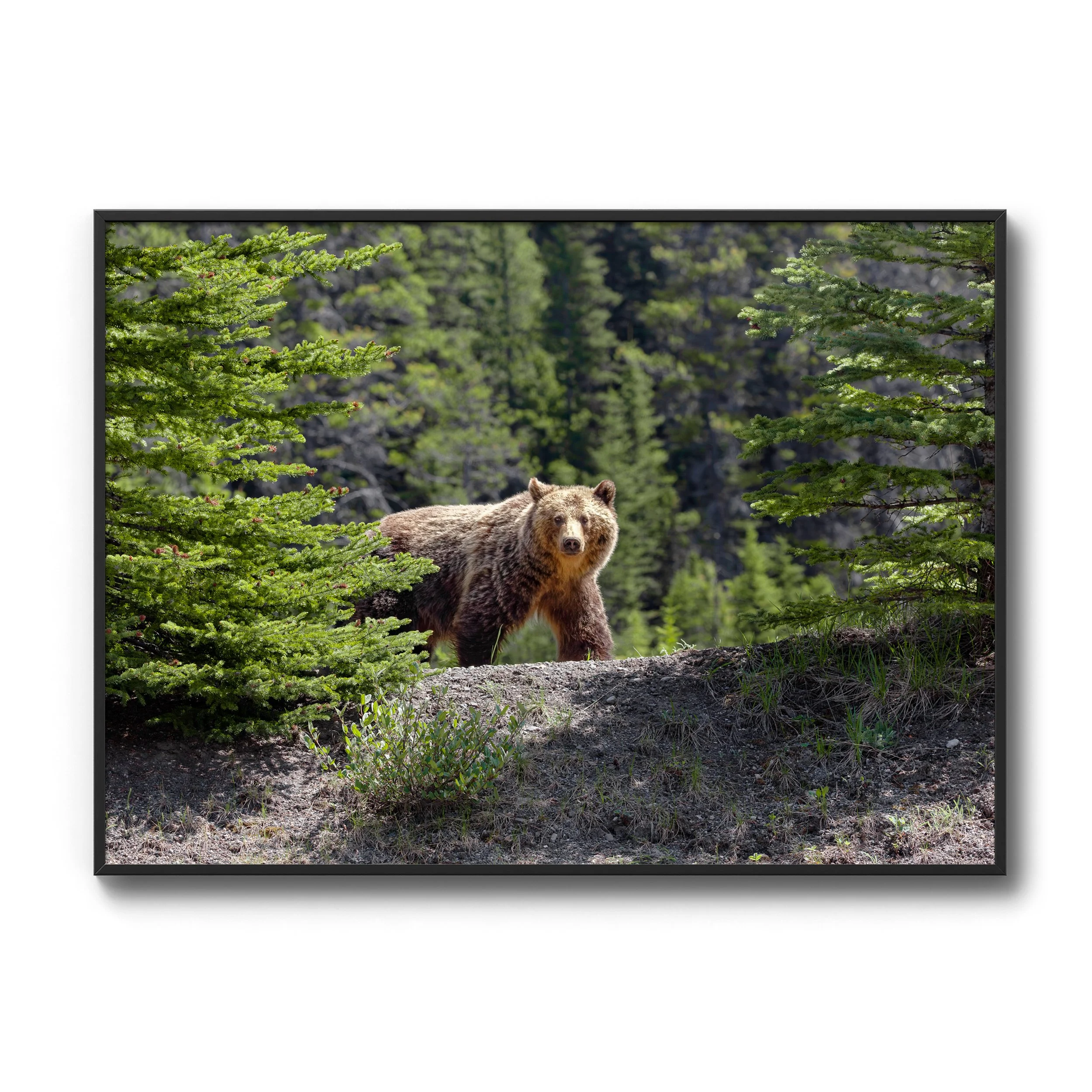 Grizz Ridge