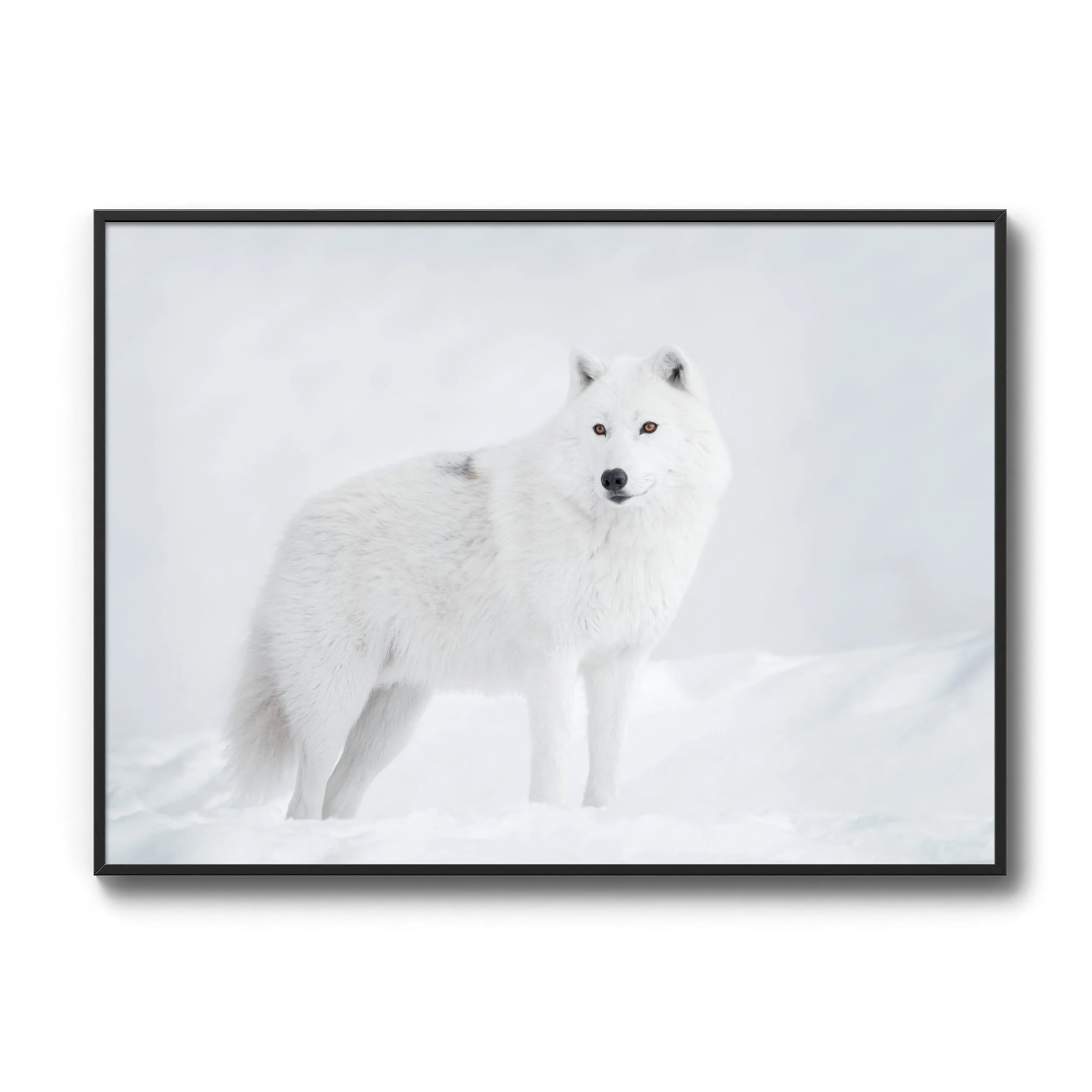 ArcticWolf_SimpleBlackThumbnail.jpg