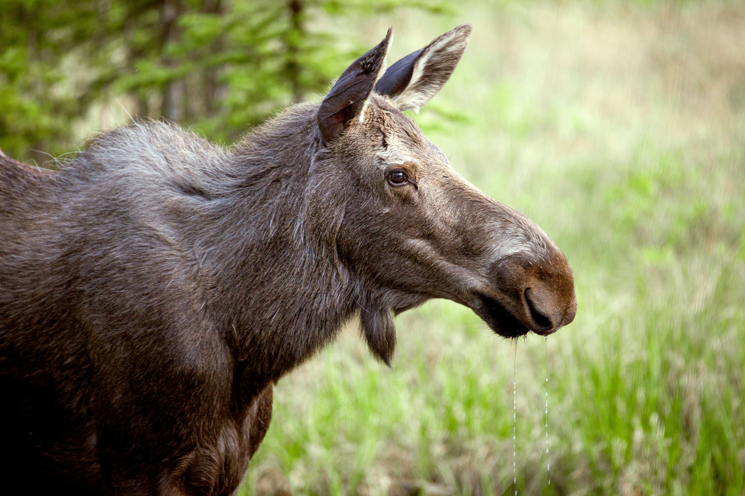 MooseDrinking.jpg