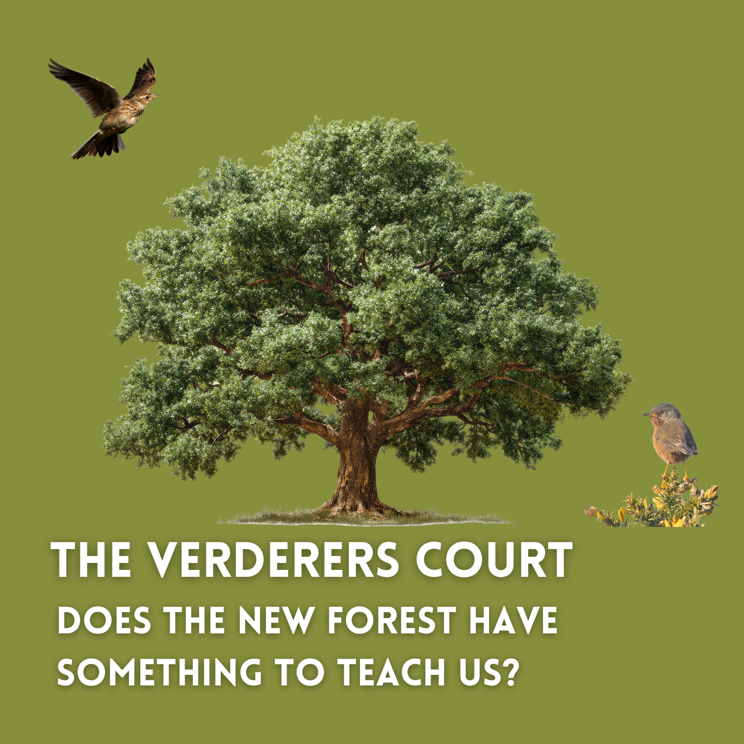 The Verderers Court