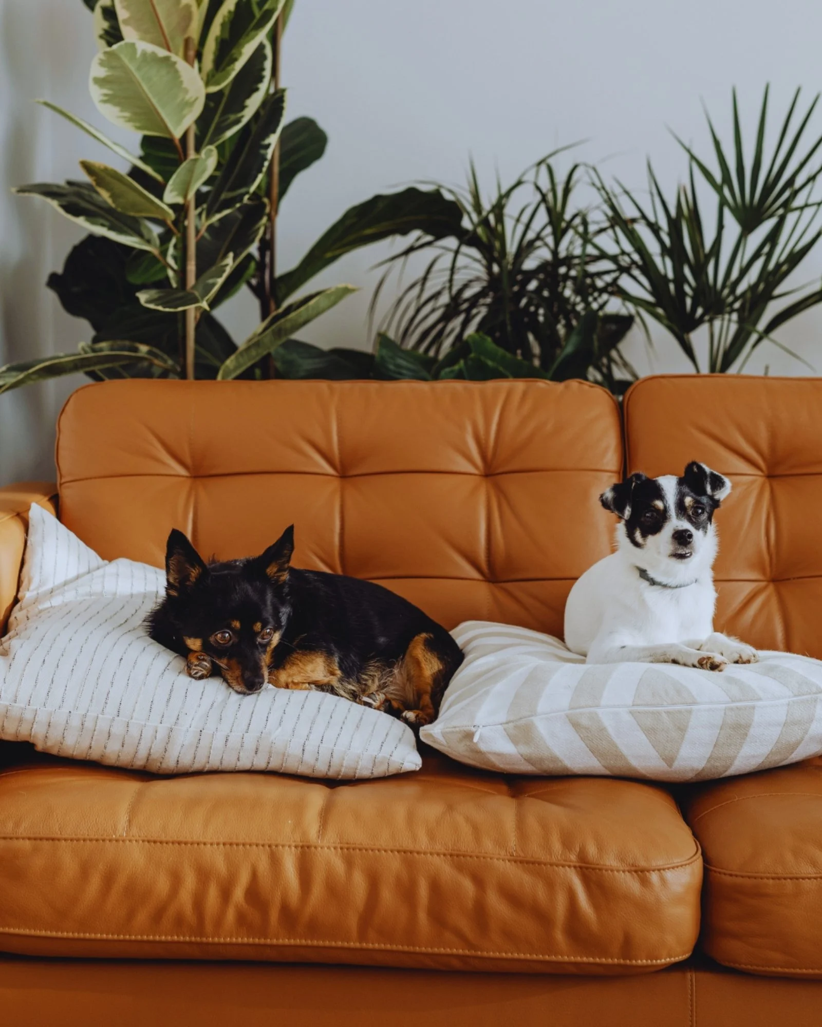 No need to leave them behind.

At The Mecklen, pets are always part of the plan. 🐾

Click the link in our bio to book your stay today.