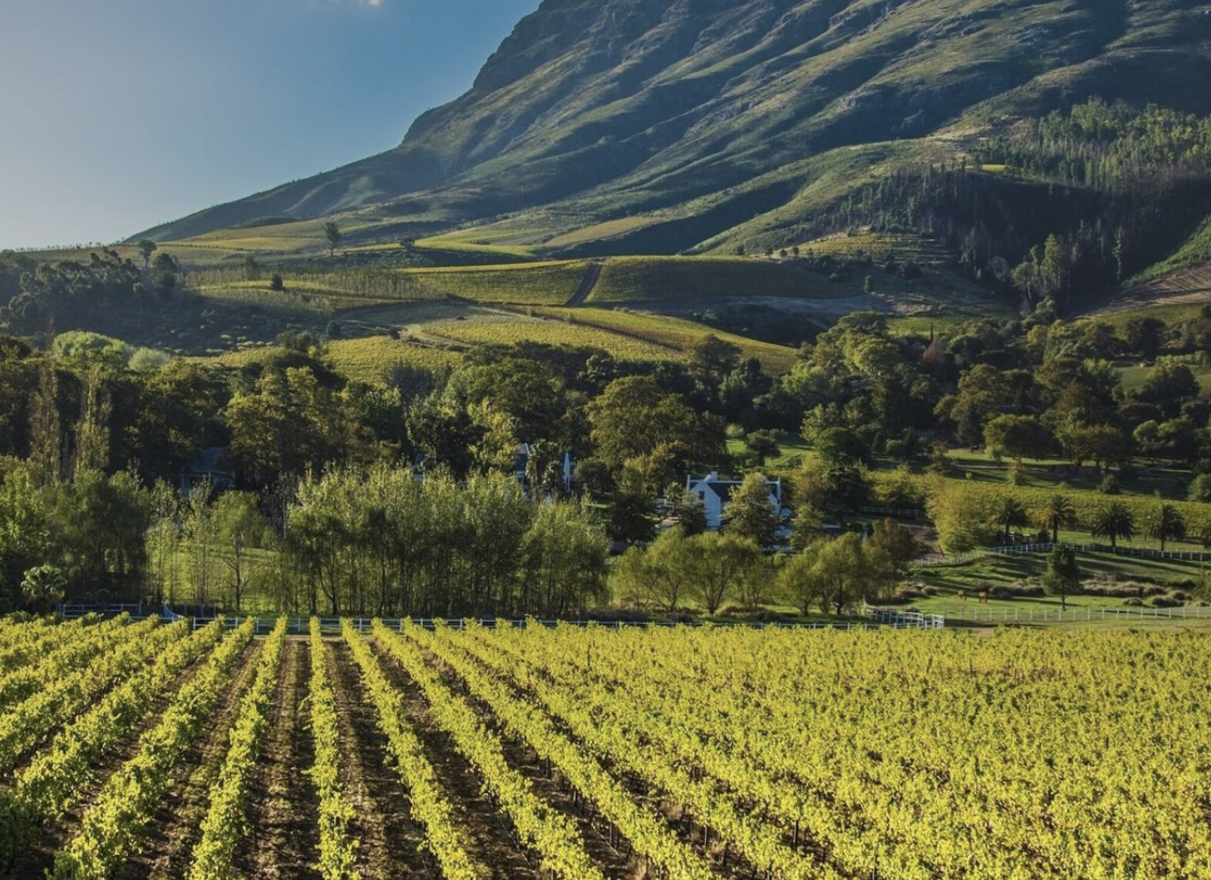 Vineyard with rows of grapevines in the foreground, surrounded by trees, hills, and mountains in the background on a sunny day.