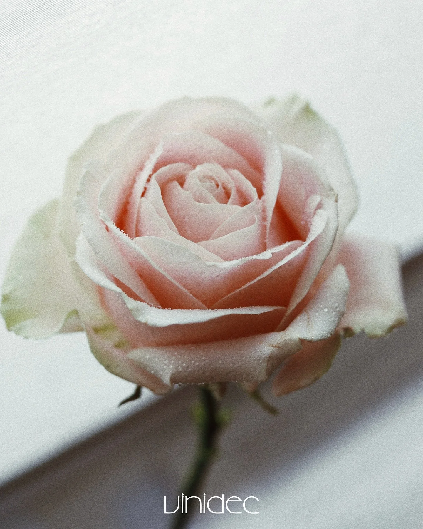 Blush tones and soft petals
📷: @vivianewithae 

#vinidec #vinidechome #pinterestasthetic