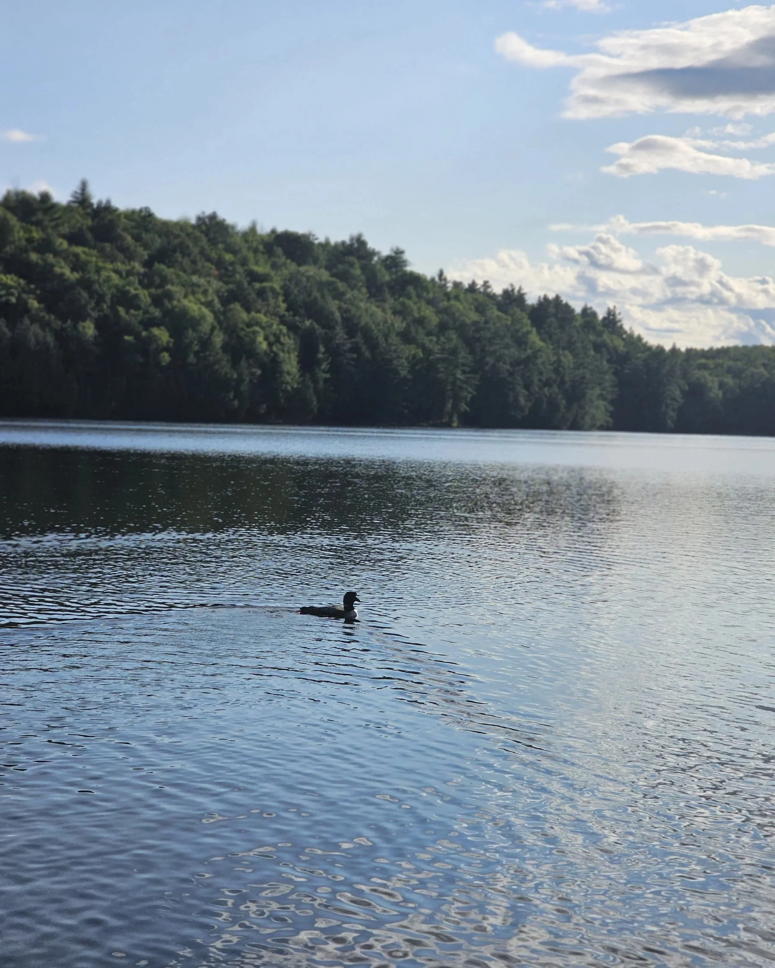 A lake with a duck swimming near the shore, surrounded by green trees and a partly cloudy sky.