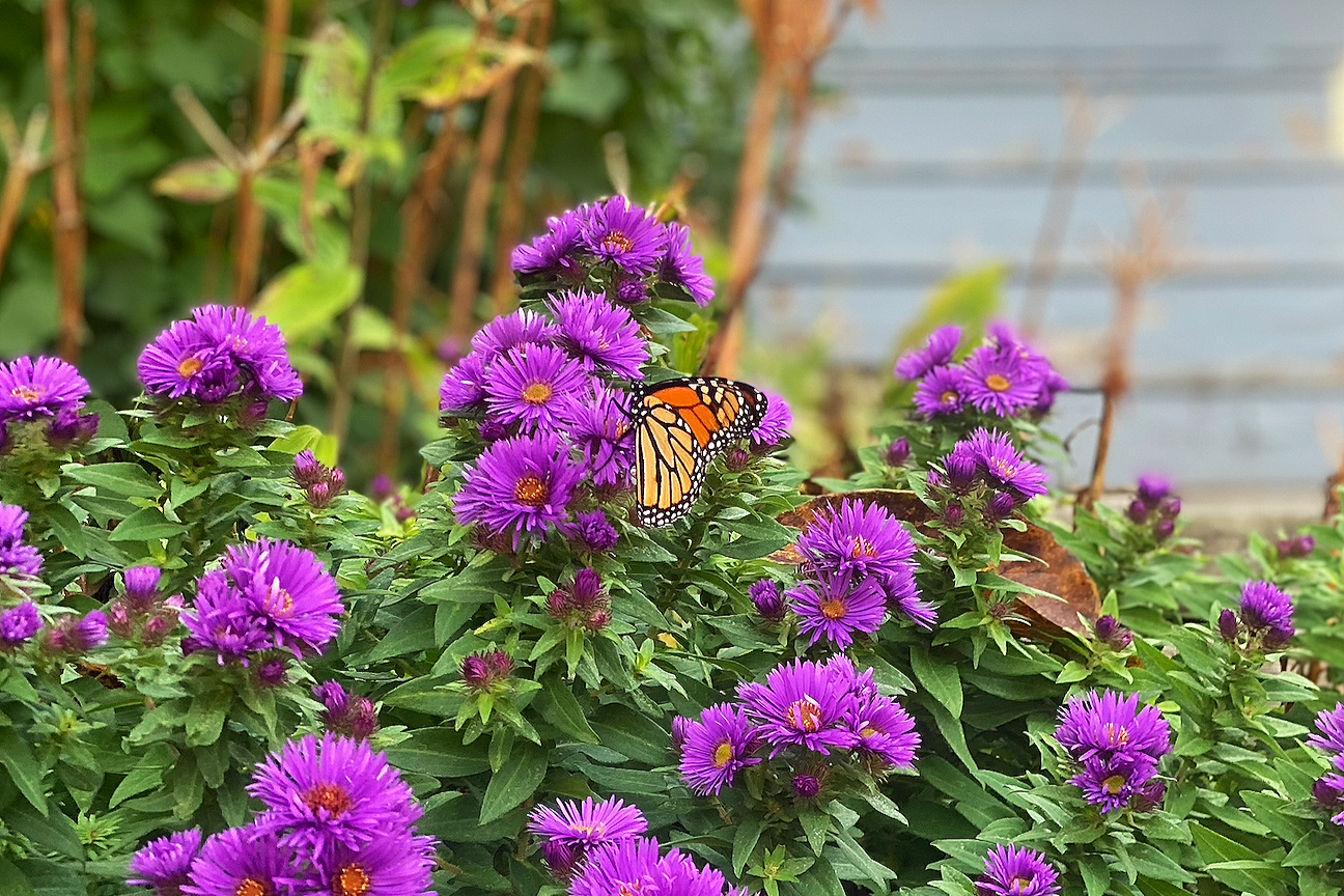 A garden with bright purple flowers and a Monarch butterfly perched on one of the flowers, with a blurred background of greenery and a blue fence.