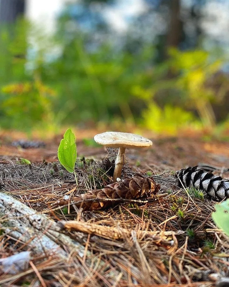 Close-up of a small mushroom growing on a forest floor amidst pine needles, a pine cone, and green plants with blurred trees in the background.