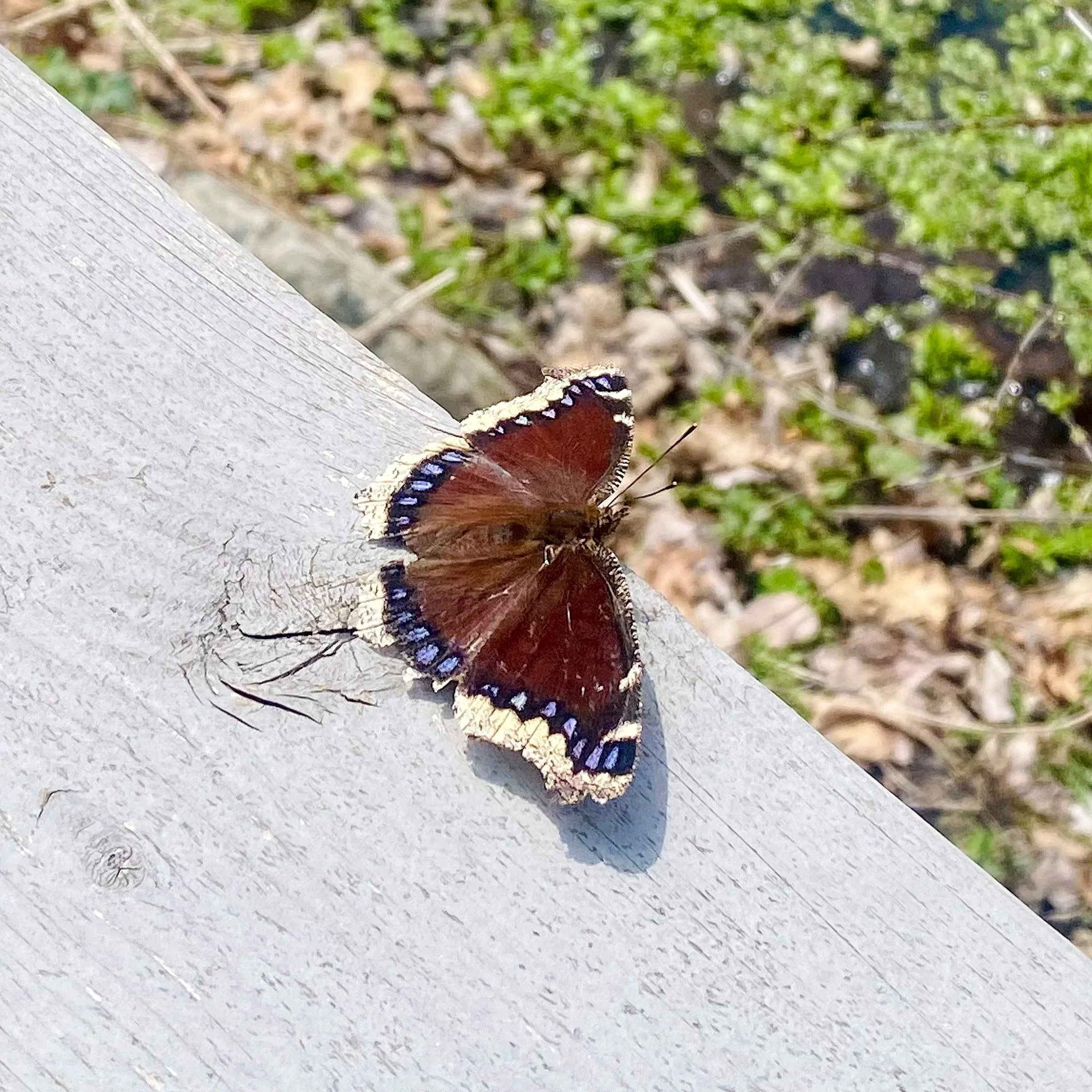 MourningCloak-April23-GSR.jpg